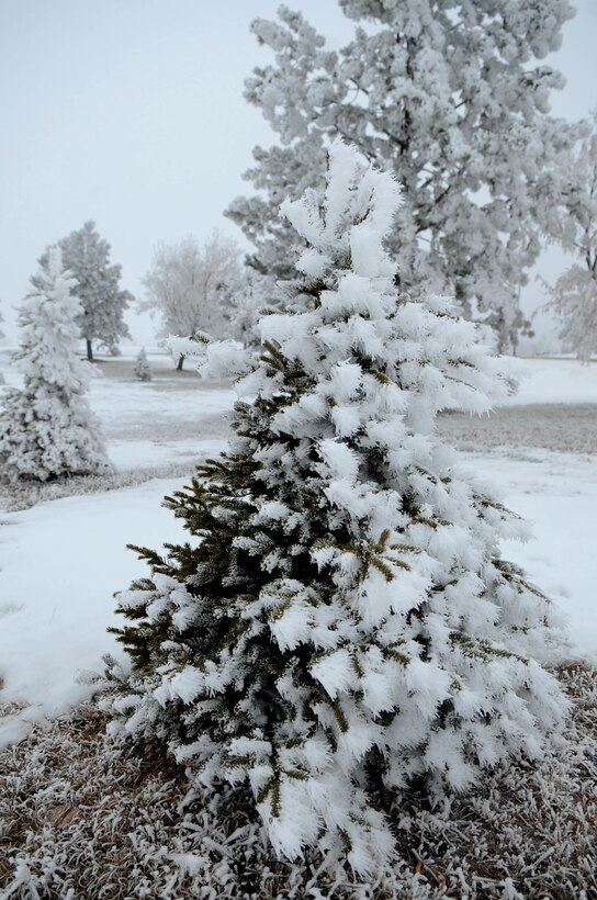 ELLSWORTH AIR FORCE BASE, S.D.-- Trees at Ellsworth Air Force Base glisten with ice and snow, Dec. 22. The average annual amount of snowfall in South Dakota is 24 to 30 inches across most of the state, and 60 to 100 inches in the Black Hills. (U.S. Air Force photo/Airman 1st Class Corey Hook)