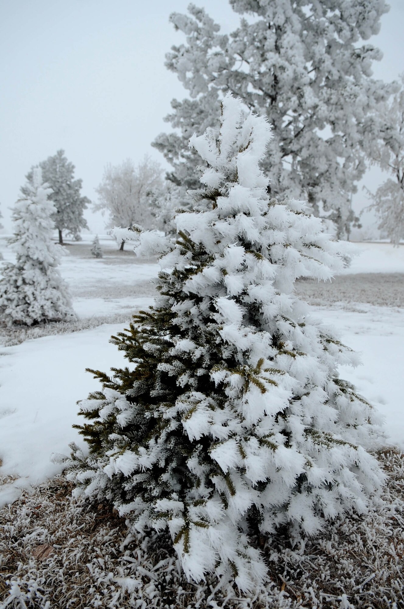 ELLSWORTH AIR FORCE BASE, S.D.-- Trees at Ellsworth Air Force Base glisten with ice and snow, Dec. 22. The average annual amount of snowfall in South Dakota is 24 to 30 inches across most of the state, and 60 to 100 inches in the Black Hills. (U.S. Air Force photo/Airman 1st Class Corey Hook)