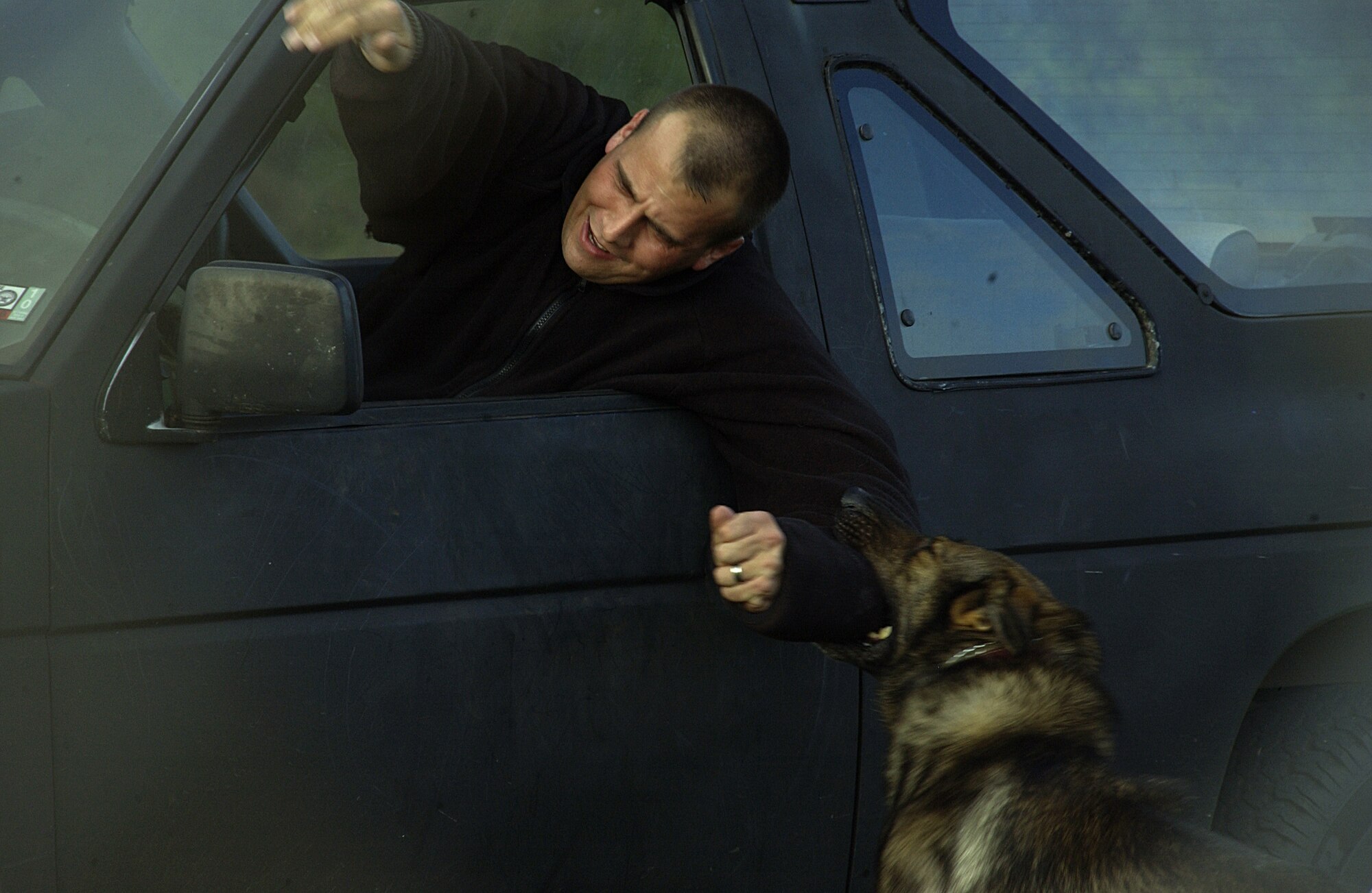 ANDERSEN AIR FORCE BASE, Guam -- Military working dog Mike pulls Staff Sgt. Casey Ouellette, a 36th Security Forces Squadron dog handler acting as a criminal, out of a vehicle after he refuses to exit the vehicle. The action was part of a MWD competition held by the 36th SFS here Feb. 2. The MWD competition featured four 36th SFS MWD teams, one United States Department of Agriculture team, and 36th SFS personnel volunteering as opposing forces. (U.S. Air Force photo by Airman 1st Class Carissa Wolff)