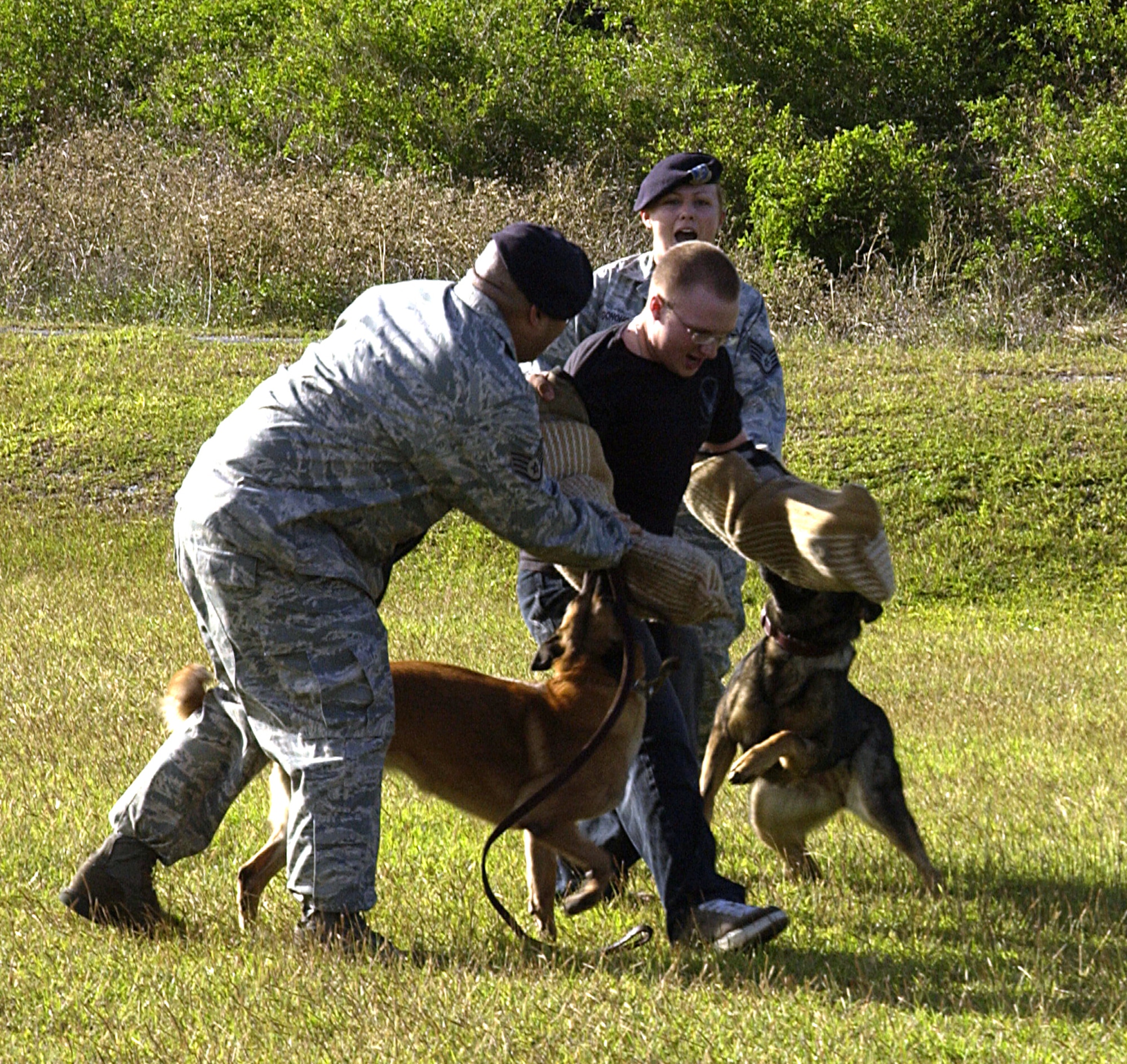 ANDERSEN AIR FORCE BASE, Guam -- Staff Sgts. Jorge Davila and Darlene Donoho, 36th Security Forces Squadron military working dog handlers competing as Team Underdogs, order to their MWD partners Cila and Aika to release Airman 1st Class Christopher Slade, a 36th SFS patrolman acting as a perpetrator, during a MWD competition here Feb. 2.  In the scenario, Airman Slade was trying to run after the team after the canines found drugs during a high-risk traffic stop. Team Underdogs won the competition by a unanimous vote. (U.S. Air Force photo by Airman 1st Class Carissa Wolff)