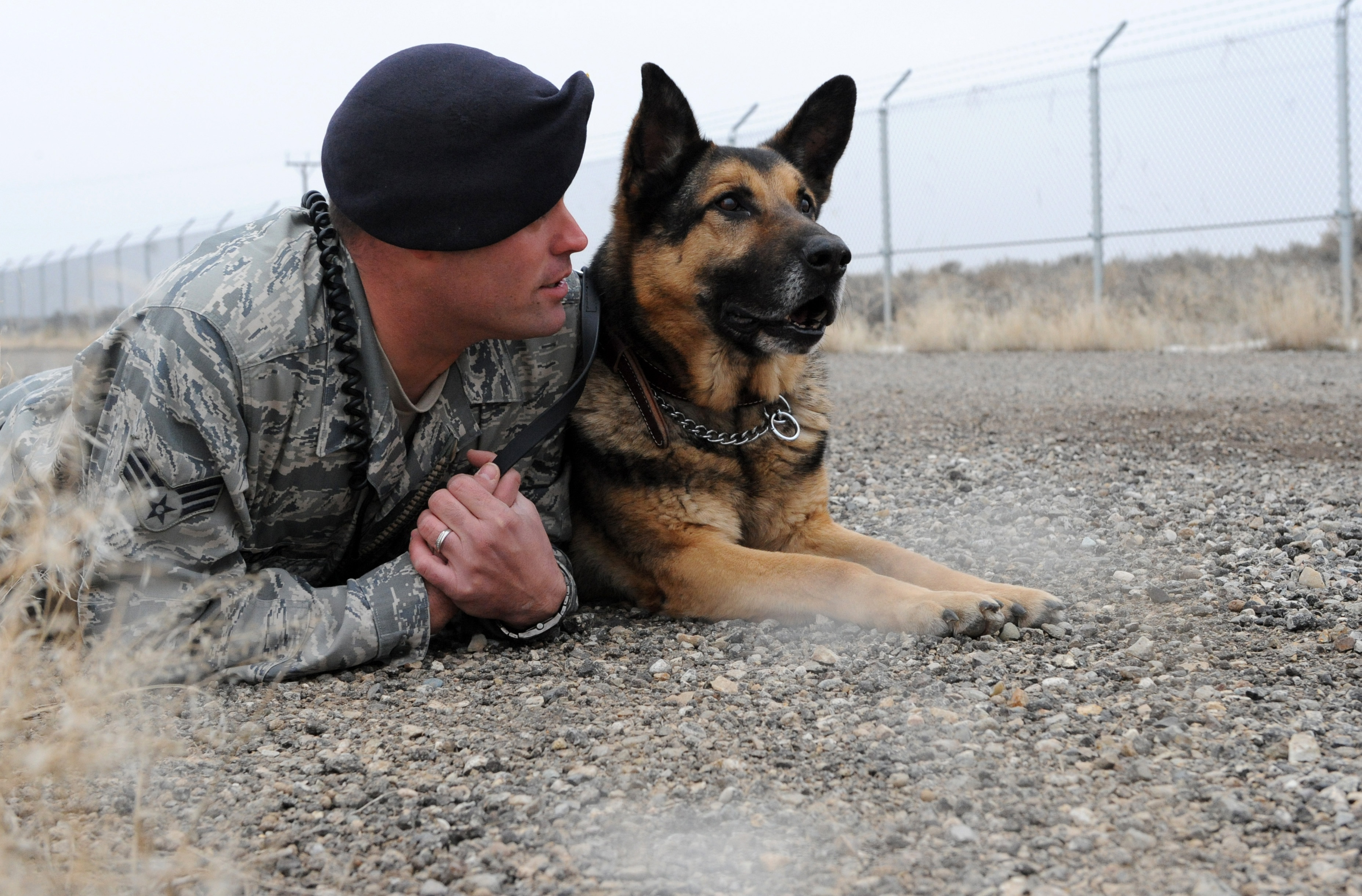 Military Working Dogs  The Air  Force  s four footed heroes 