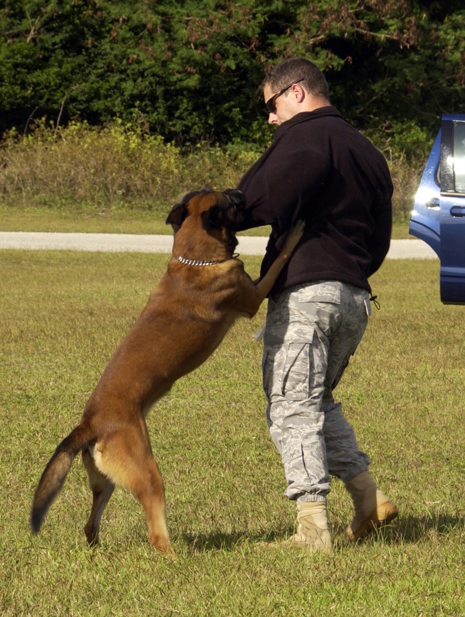 ANDERSEN AIR FORCE BASE, Guam -- Military working dog, "Baby" Carlos stops Staff Sgt. William Townsend, a 36th Security Forces Squadron dog handler acting as a perpetrator, after the suspect becomes uncooperative during a high-risk traffic stop scenario in a MWD competition here Feb. 2. The competition was first time “Baby” Carlos, a newcomer to Andersen, performed before an audience. (U.S. Air Force photo by Airman 1st Class Carissa Wolff)