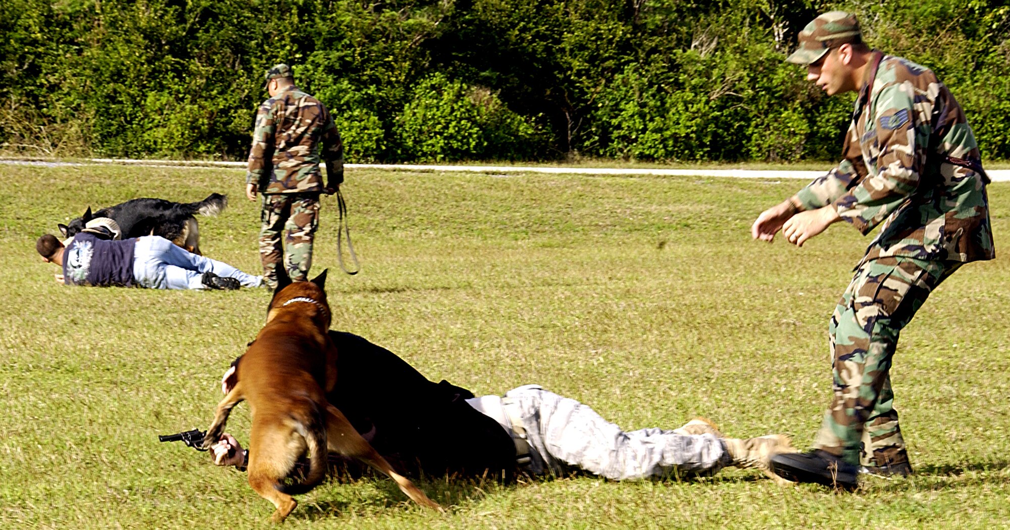 ANDERSEN AIR FORCE BASE, Guam -- Staff Sgts. Jose Meza and Casey Oullette, 36th Security Forces Squadron dog handlers, encourage their military working dogs "Big" Carlos and "Baby" Carlos to stop perpetrators Senior Airman Joel Congdon, a 36th SFS patrolman, and Staff Sgt. William Townsend, a 36th SFS dog handler, during a MWD competition here Feb. 2.  In the scenario, Team Shake and Bake were forced to respond when the two suspects became uncooperative during a high-risk traffic stop. Team Shake and Bake was one of five to compete in the competition hosted by 36th SFS. (U.S. Air Force photo by Airman 1st Class Carissa Wolff)
