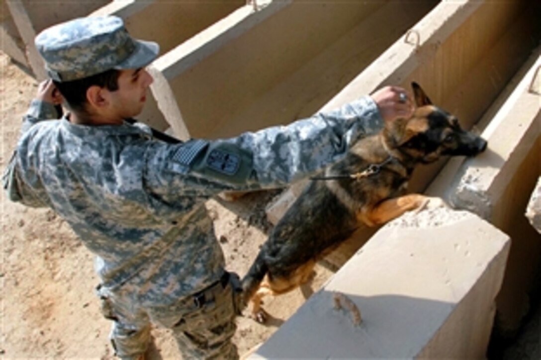 U.S. Army Spc. Joaquin Mello orders his military working dog, Sgt. Bodo, to search a pile of concrete barriers on Camp Victory, Iraq, Jan. 27, 2009. Mello is assigned to the 98th Military Police Company, Headquarters Detachment.