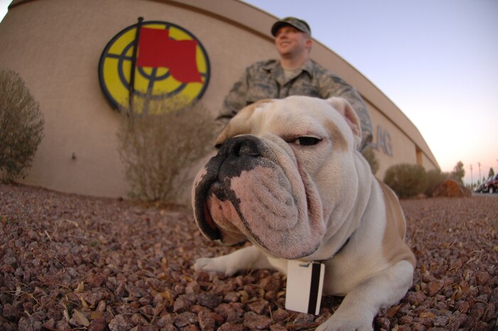 NELLIS AIR FORCE BASE, Nev. – “Fado,” a purebred English bulldog, is the mascot of the 525th Fighter Squadron and sits with Staff Sgt. Jonathan Browning, 525th Fighter Squadron NCOIC of Scheduling and training manager, Elmendorf AFB, Alaska.  The 525th Fighter Squadron is here participating in exercise RED FLAG 09-2.  RED FLAG is a multinational exercise providing a realistic environment to practice combat scenarios.  The experience gained during the exercise is vital to the survival of the pilots in combat. 
