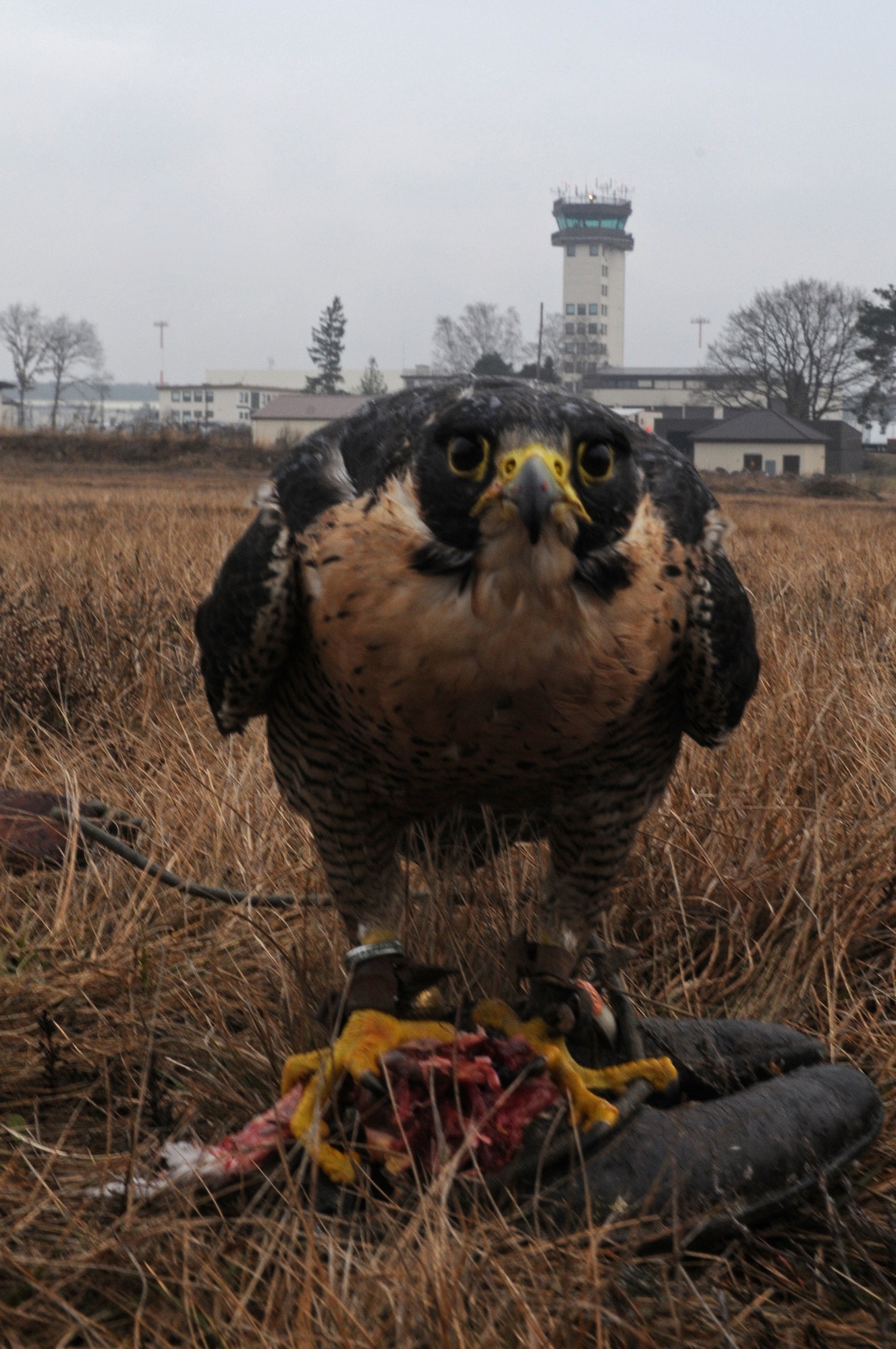 Charlie, a peregrine falcon, stands by for a call near the Ramstein Air Base flightline Feb. 4, 2009. Charlie scares all other birds off the flightline so they don't interfere with inbound or outbound flights. (U.S. Air Force photo by Airman 1st Class Grovert Fuentes-Contreras)