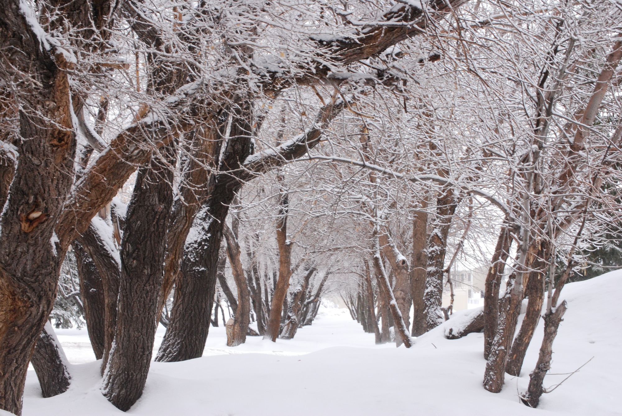 MINOT AIR FORCE BASE, N.D. -- A wintery archway near the temporary lodging facility at Minot Air Force Base invites travelers in. After all, 'Only the best come North!' The base experienced record-setting temperatures this winter. (U.S. photo by Staff Sgt. Keith Ballard)