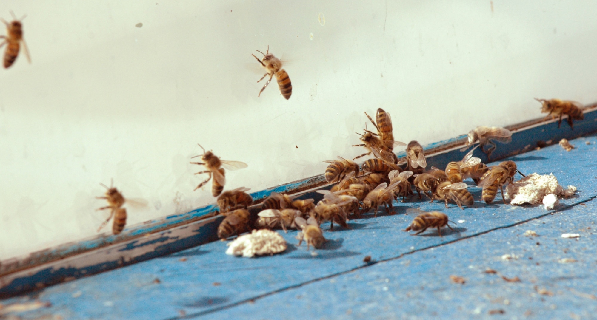 Bees from the hive swarm inside the control tower after their hive is exposed. U. S. Air Force photo by Sue Sapp