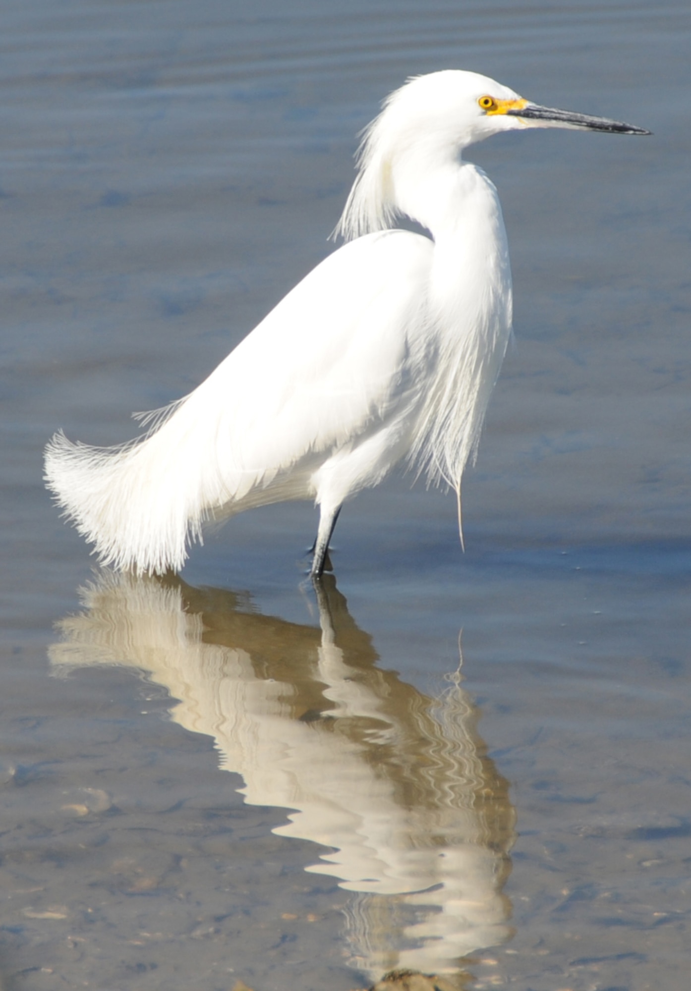 During a lunchtime birdwatching break Feb. 5, the Milfords spotted a snowy egret along the shoreline at the marina.  (U.S. Air Force photo by Kemberly Groue)
