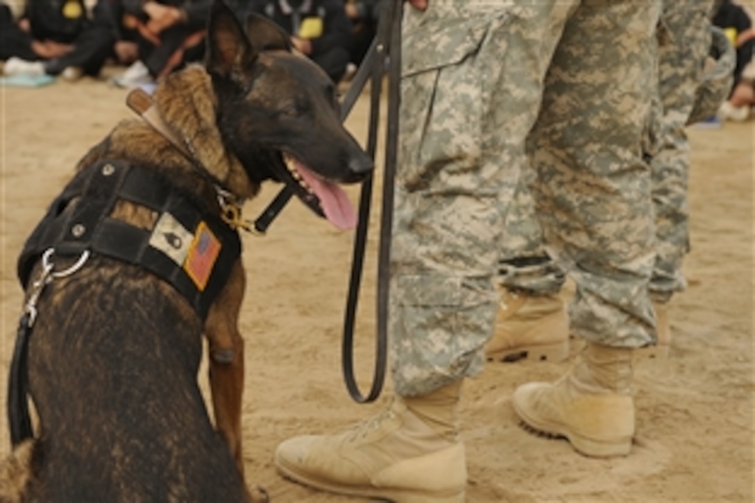Ruby, a military working dog, waits by her handler U.S. Army Sgt. Troy Stiner before a demonstration of the capabilities of military working dogs to Iraqi police trainees at the Diwaniyah Police Academy in Diwaniyah, Iraq, Feb. 9, 2009. Stiner is assigned to the 2nd Special Troops Battalion, 2nd Brigade Combat Team, 4th Infantry Division.
