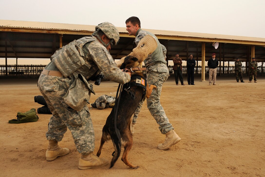U.S. Army Sgt. Troy Stiner, left, puts a leash back on his military working dog Ruby after she detained Army Sgt. Tyler Barriere as part of a demonstration of the capabilities of military working dogs to Iraqi police trainees at the Diwaniyah Police Academy in Diwaniyah, Iraq, Feb. 9, 2009.