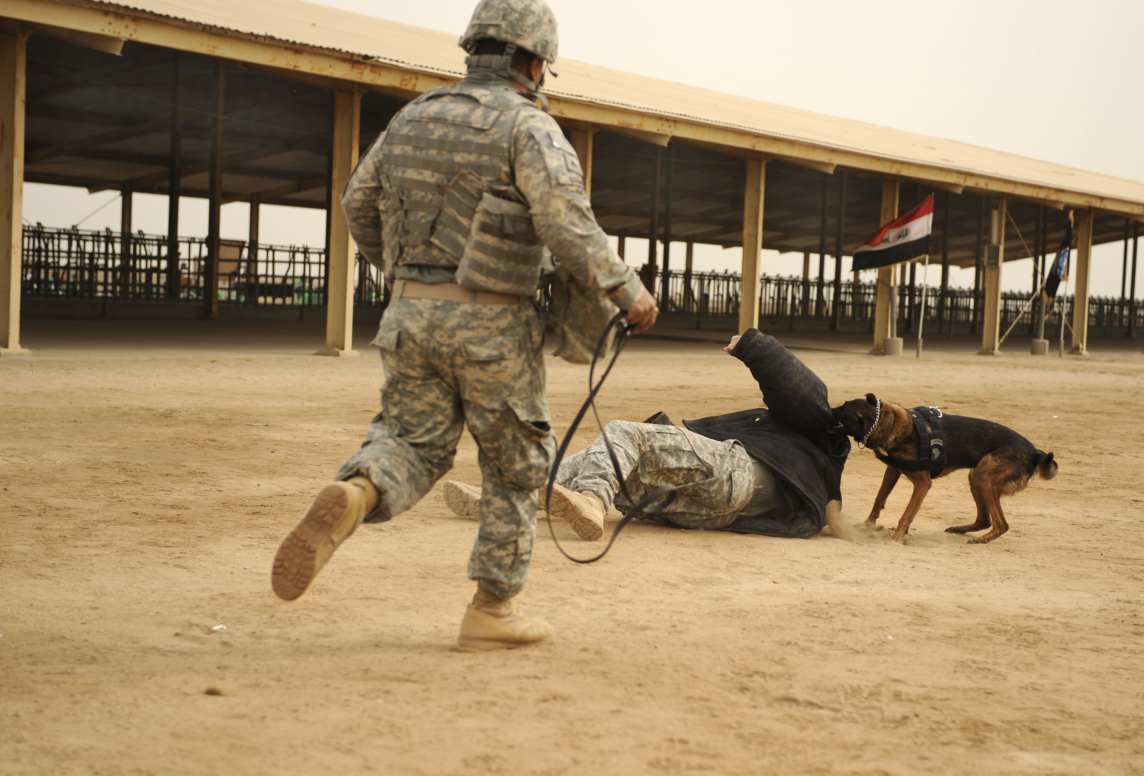 photo essay dogs in the military Photos: the 10 best photo essays of january 2015 here’s a photo essay about us war dogs that appeared in foreign policy a world disrupted. photo essay dogs in the military Photos: the 10 best photo essays of january 2015 here’s a photo essay about us war dogs that appeared in foreign policy a world disrupted.