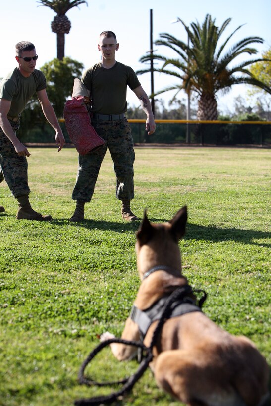 Cpl. Lance Wright, the chief trainer with the Provost Marshal's office military working dog unit here, approaches Lance Cpl. Nicholas Dudeck, the simulated suspect, to search him while his military working dog guards Dudeck during aggression training here February 19.
