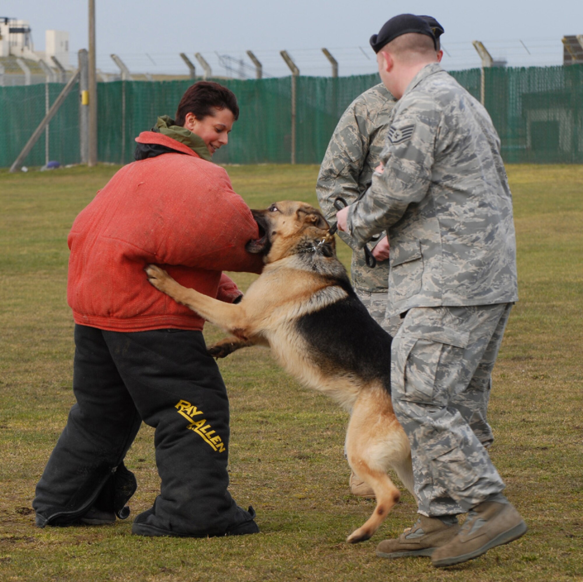 Military Working Dog Desant, 100th Security Forces Squadron, gets his teeth firmly into the arm of the bite suite worn by Karen Abeyasekere, left, 100th Air Refueling Squadron Public Affairs Office, as his handler, Staff Sgt. Joe Hayes III, front right, and 100th SFS kennel master, Tech. Sgt. Bradley Donoghue, stay close by to ensure nobody gets hurt. This type of training is done regularly by the MWDs and their handlers, along with detection training. RAF Mildenhall has several military working dogs, all of which are either specialist narcotics or explosive detection dogs. Some are Belgian Malinois, and the rest are German Shepherds. (U.S. Air Force photo by Judith Wakelam)