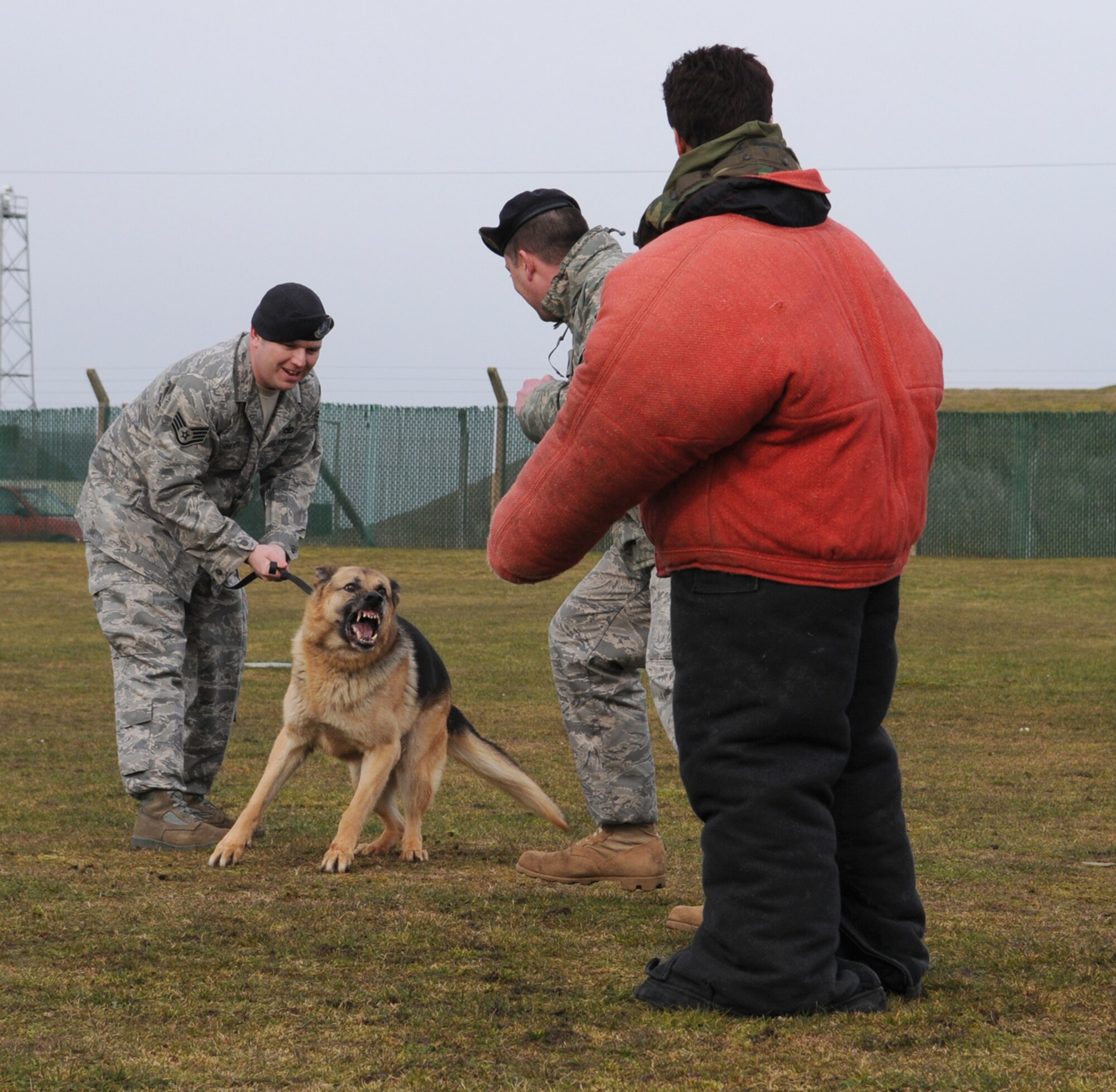 Tech. Sgt. Bradley Donoghue, center, 100th Security Forces Squadron Military Working Dog Section kennel master, tries to wind up Military Working Dog Desant as his handler, Staff Sgt. Joe Hayes III, 100th SFS, holds the dog back, as Karen Abeyasekere, wearing the bite suit, prepares to be "savaged" Feb. 12. (U.S. Air Force photo by Staff Sgt. Jerry Fleshman)