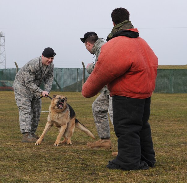 Tech. Sgt. Bradley Donoghue, center, 100th Security Forces Squadron Military Working Dog Section kennel master, tries to wind up Military Working Dog Desant as his handler, Staff Sgt. Joe Hayes III, 100th SFS, holds the dog back, as Karen Abeyasekere, wearing the bite suit, prepares to be "savaged" Feb. 12. (U.S. Air Force photo by Staff Sgt. Jerry Fleshman)