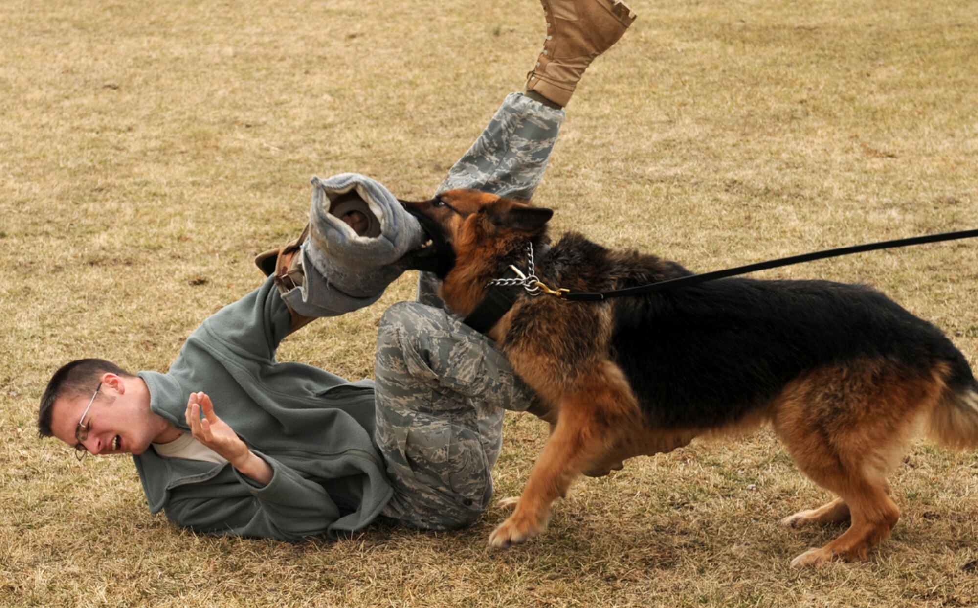 Rambo, 305th Security Forces Squadron military working dog, takes down training assailant Senior Airman Ryan Knoph, 305th SFS dog handler. Airman Knoph is taken down without injury thanks to the protection of the wrap, which is padded leather with a burlap replaceable cover. A part of the dog’s training is to always protect his handler and the handler is trained to protect the dog. According to his handler, Rambo is one of the most protective dogs on McGuire. Although they are under the command of the handler at all times, the dogs will protect their handlers against any perceived threat; this is why there are warning signs on the vehicles they are transported in and in some of the areas they patrol. (U.S. Air Force photo/Wayne Russell)