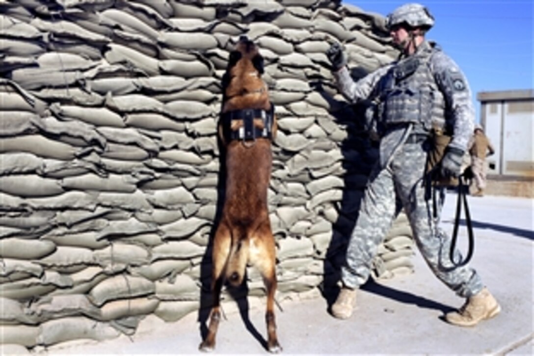 U.S. Army Sgt. Tyler Barriere directs Buddy, a military working dog, to search sandbags during a training mission on Camp Echo, Iraq, Jan. 6, 2009. Barriere is assigned to the 4th Infantry Division's Headquarters Company, 2nd Special Troops Battalion, 2nd Brigade Combat Team. 