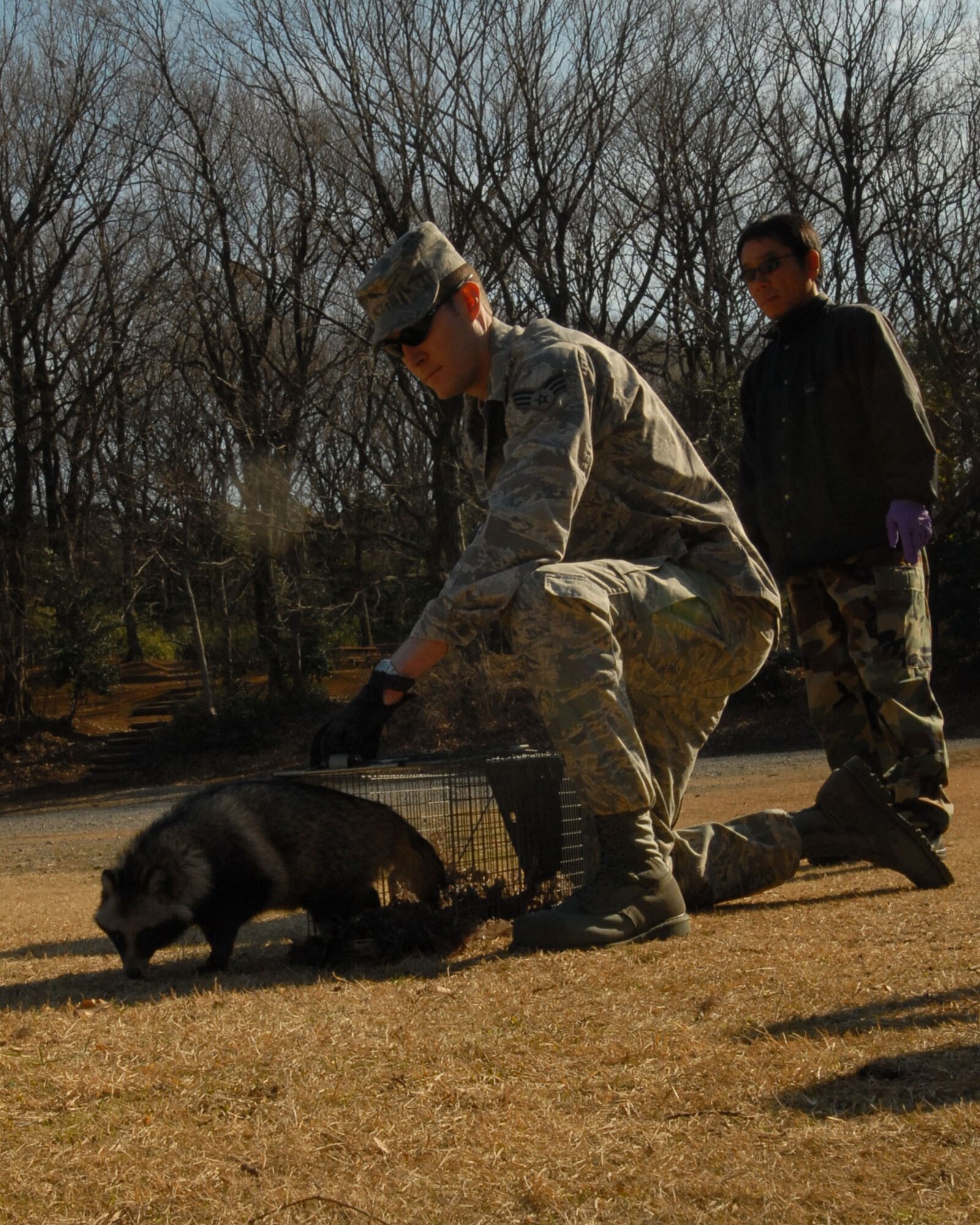 YOKOTA AIR BASE, Japan -- Senior Airman Mark Bashaw prepares to release a raccoon dog Jan. 8 in the forest at the Tama Hills Recreation Area. The raccoon dog was captured Jan. 6. Airman Bashaw's job is to remove wild animals from the base to keep the airfield clear and the pet population safe.  Airman Bashaw is assigned to the 374th Civil Engineer Squadron pest management office .(U.S. Air Force photo/Airman 1st Class Michael Dillon)