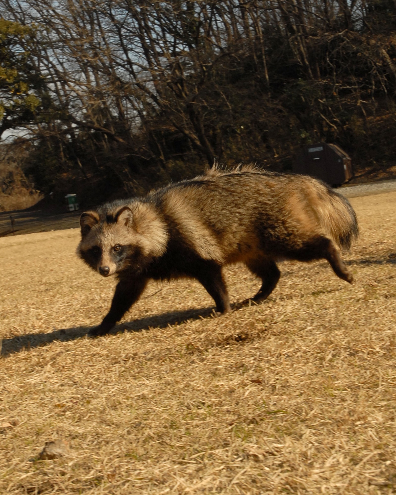 YOKOTA AIR BASE, Japan -- This raccoon dog was captured Jan. 6 on base and released Jan. 8 in a forest at the Tama Hills Recreation Area. The 374th Civil Engineer Squadron pest management is responsible for catching and relocating wild animals found on the base, keeping the airfield clear and the pet population safe. (U.S. Air Force photo/Airman 1st Class Michael Dillon)