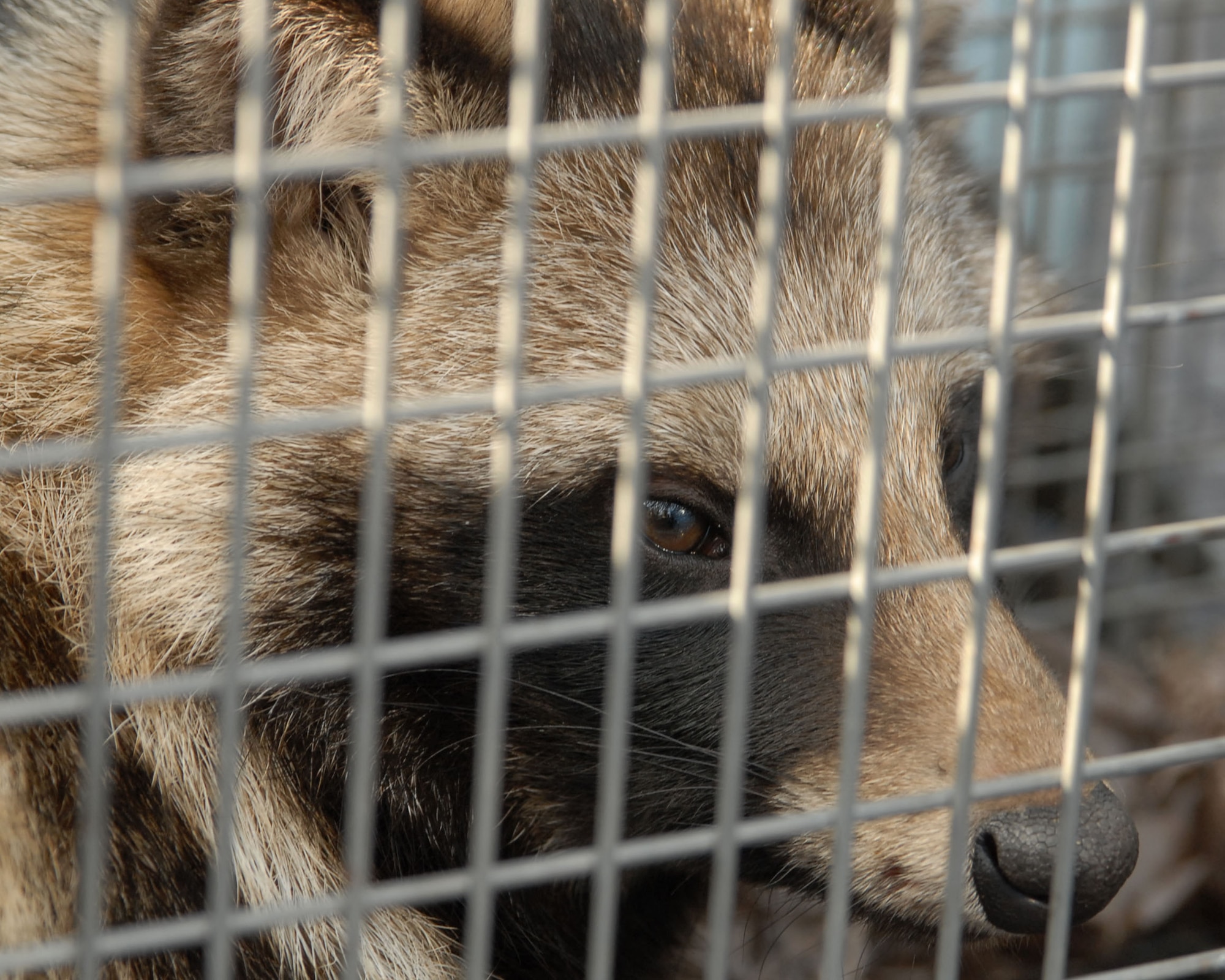 YOKOTA AIR BASE, Japan -- This raccoon dog was captured Jan. 6 and released Jan. 8 in a forest at the Tama Hills Recreation Area. The 374th Civil Engineer Squadron pest management office catches and relocates wild animals found on the base, keeping the airfield clear and the pet population safe. (U.S. Air Force photo/Airman 1st Class Michael Dillon)