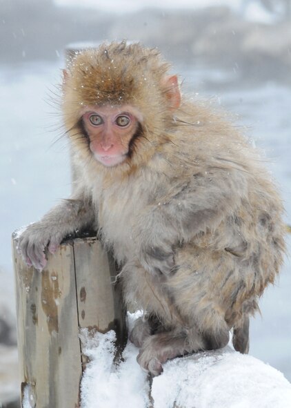 NAGANO, Japan -- A baby Macaque Monkey gazes at onlookers visiting the Nagano Snow Monkey Park, Dec. 10. In the winter, the monkeys migrate from the top of the mountain to the hot springs below, providing people a chance to see them up close.  This is just one of the many tour offered by the 374th Force Support Squadron Information, Ticket and Tours office.  (U.S. Air Force photo/Senior Airman Veronica Pierce)