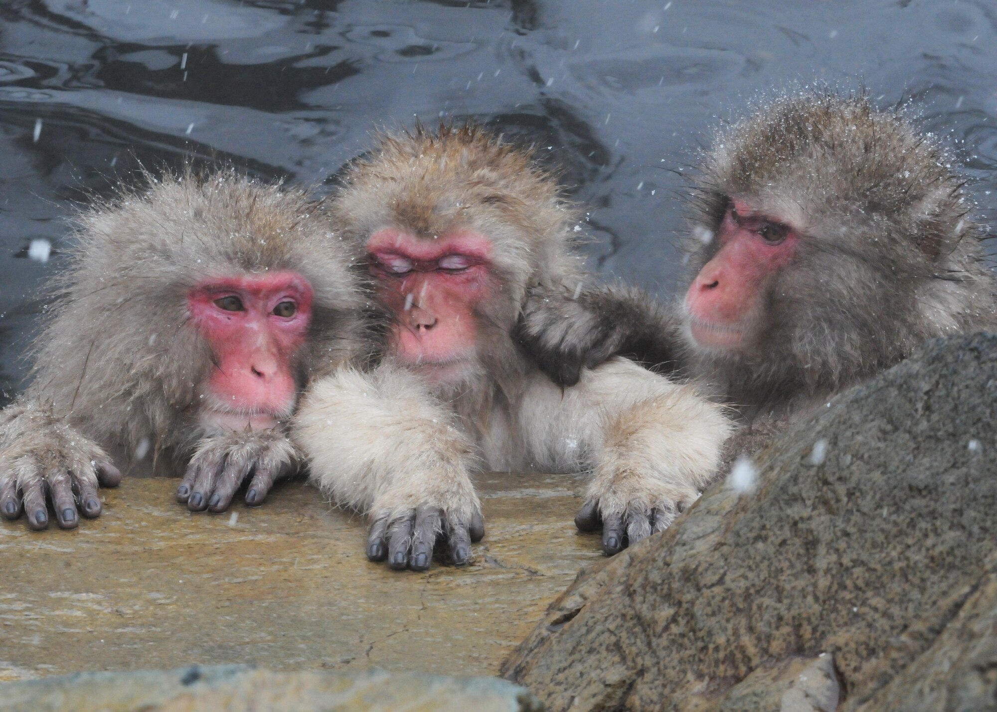 NAGANO, Japan -- Three adult Macaque Monkeys sit in a hot spring Dec. 10 at the Nagano Snow Monkey Park. In the winter, the monkeys migrate from the top of the mountain to the natural hot springs in search of food, giving people a chance to interact with them face to face. This trip is one of several offered by the 374th Force Support Squadron Information, Ticket and Tours Office. (U.S. Air Force photo/Senior Airman Veronica Pierce)
