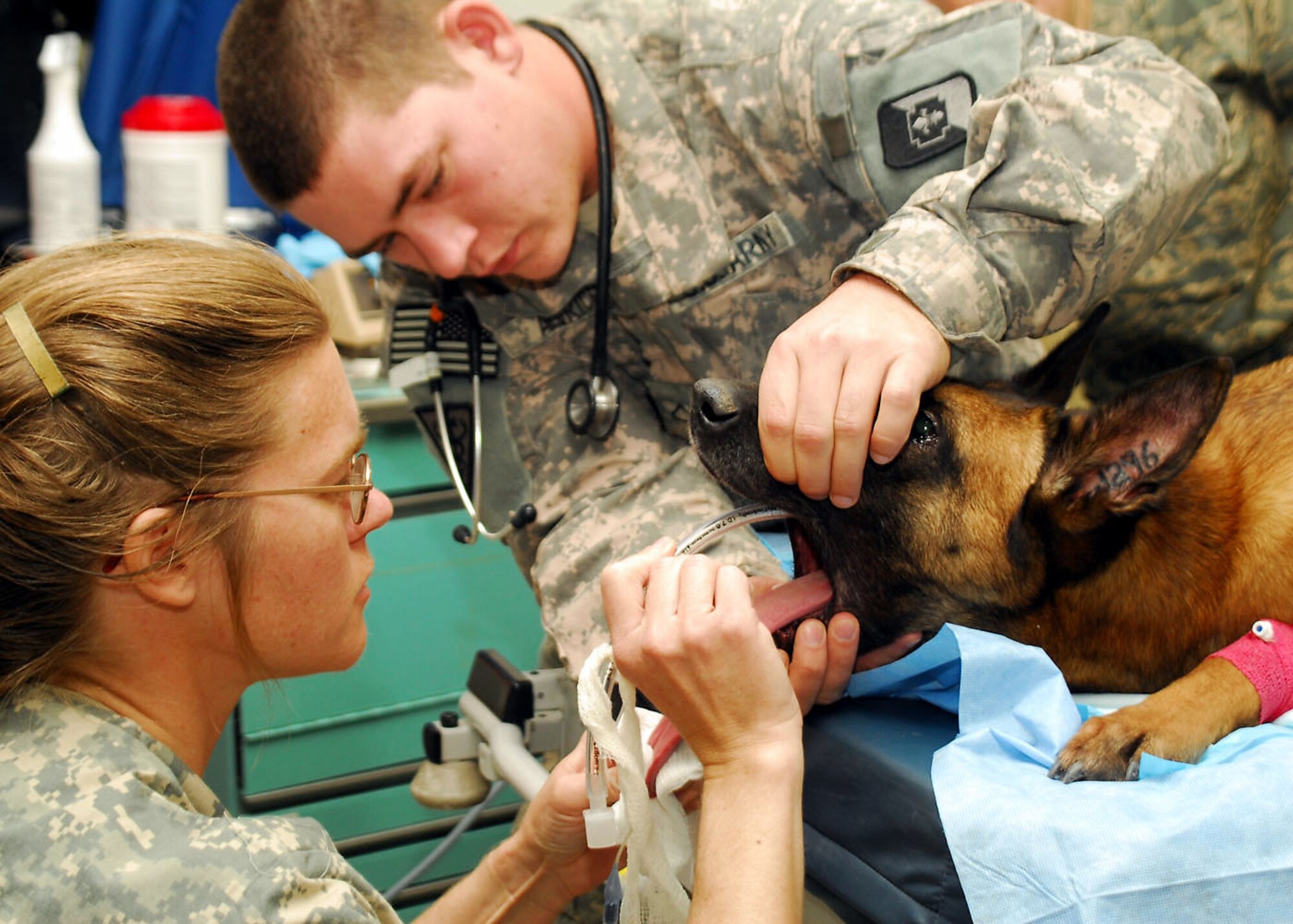 Army Pfc. Roderick Aldrich assists Army Capt. (Dr.) Elizabeth Williams with the intubation of Air Force military working dog Kitti before her root canal Jan. 15 at an air base in Southwest Asia. Private Aldrich and Dr. Williams are assigned to the 218th Medical Detachment. (U.S. Air Force photo/Senior Airman Courtney Richardson) 

