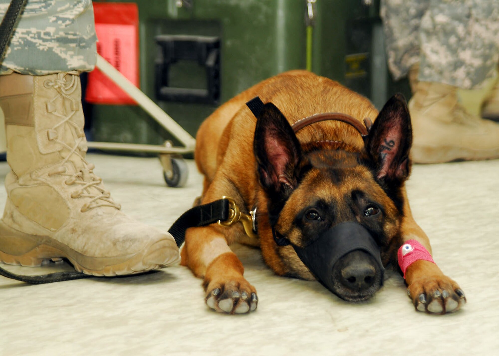 Military working dog Kitti awaits her root canal at the feet of her handler, Senior Airman Adam Belward Jan. 15 at an air base in Southwest Asia. Kitti's operation required the collaboration of both an Air Force dentist and an Army veterinarian. Airman Belward is assigned to the 822nd Security Forces Squadron. (U.S. Air Force photo/Senior Airman Courtney Richardson) 
