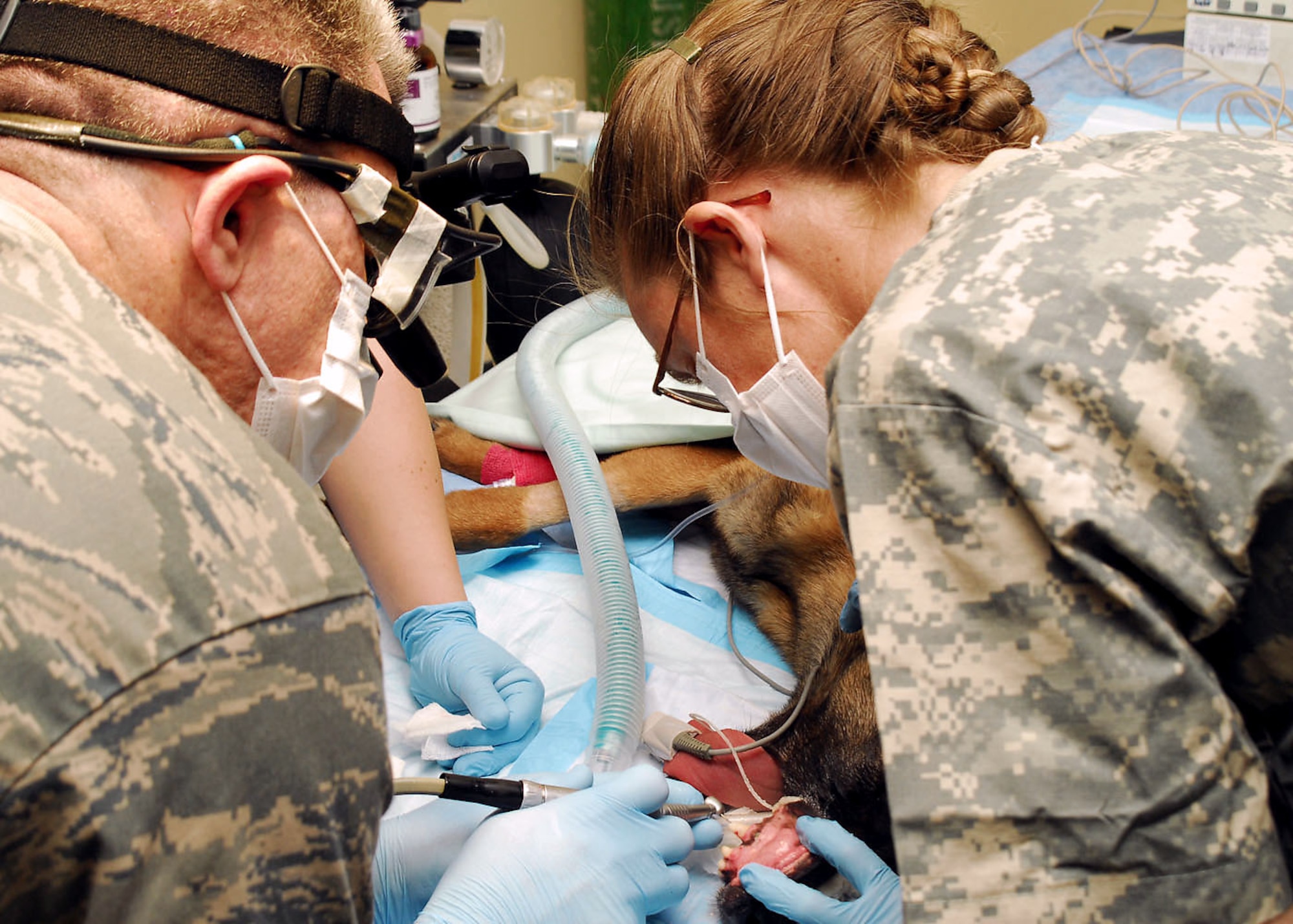 Lt. Col. (Dr.) Mark Henderson drills a hole in the tooth of Air Force military working dog Kitti to perform a root canal with the assistance of Army Capt. (Dr.) Elizabeth Williams Jan. 15 at an air base in Southwest Asia. Dr. Henderson is a 386th Expeditionary Medical Group dentist. Captain Williams is a 218th Medical Detachment veterinarian. The 386th EMDG and the 218th staffs had to combine their resources and experience for the dog's operation. (U.S. Air Force photo/Senior Airman Courtney Richardson) 
