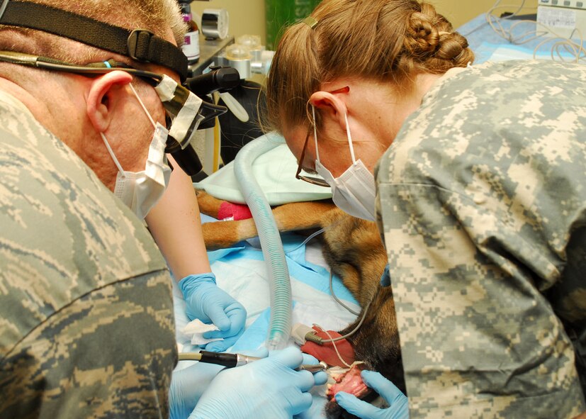 SOUTHWEST ASIA -- Lieutenant Colonel Mark Henderson, 386th Expeditionary Medical Group dentist, drills a hole in the tooth of Kitti, Air Force military working dog, to perform a root canal with the assistance of Army Capt. Elizabeth Williams, 218th Medical Detachment veterinarian, at an air base in Southwest Asia, Jan. 15. The 386th EMDG and the 218th had to combine their resources experience to make the operation a success. (U.S. Air Force photo/Senior Airman Courtney Richardson)