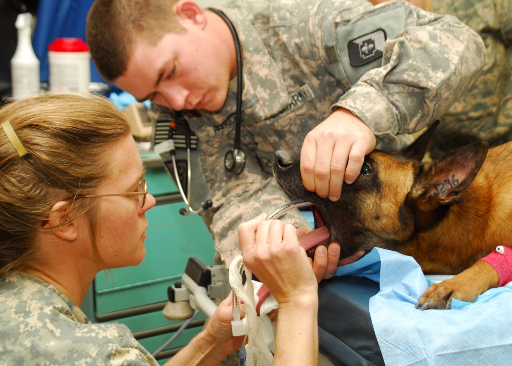 SOUTHWEST ASIA -- Army Pfc. Roderick Aldrich assists Army Capt. Elizabeth Williams, both from the 218th Medical Detachment, with the intubation of Kitti, Air Force military working dog, before her root canal at an air base in Southwest Asia, Jan. 15. This is the first time this procedure has been performed on a military working dog at the 386th Expeditionary Medical Group. (U.S. Air Force photo/Senior Airman Courtney Richardson)