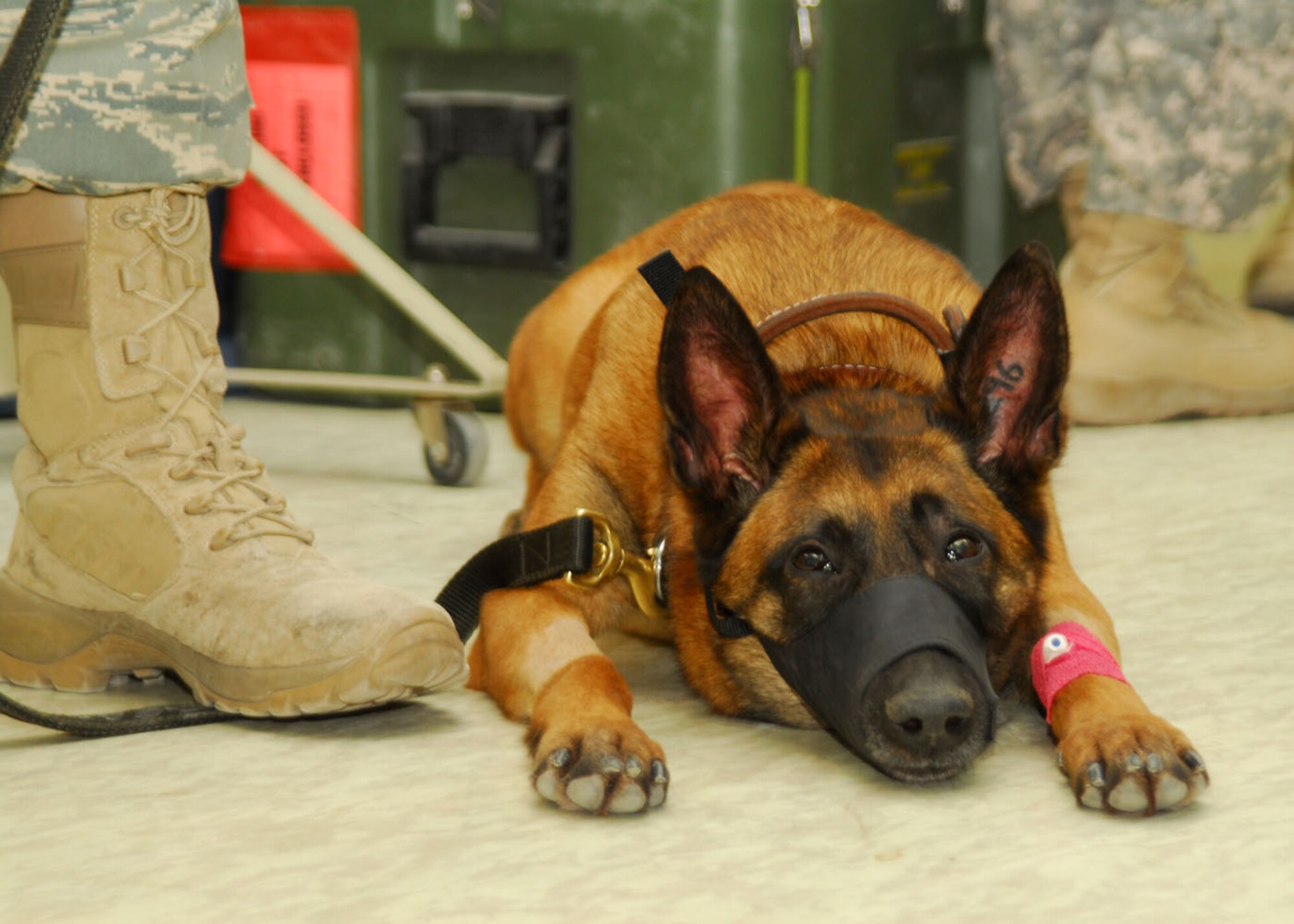 SOUTHWEST ASIA -- Military Working Dog, Kitti, awaits her root canal at the feet of her handler, Senior Airman Adam Belward, 822nd Security Forces Squadron, at an air base in Southwest Asia, Jan. 15. Kitti's operation required the collaboration of both an Air Force dentist and an Army veterinarian. (U.S. Air Force photo/Senior Airman Courtney Richardson)