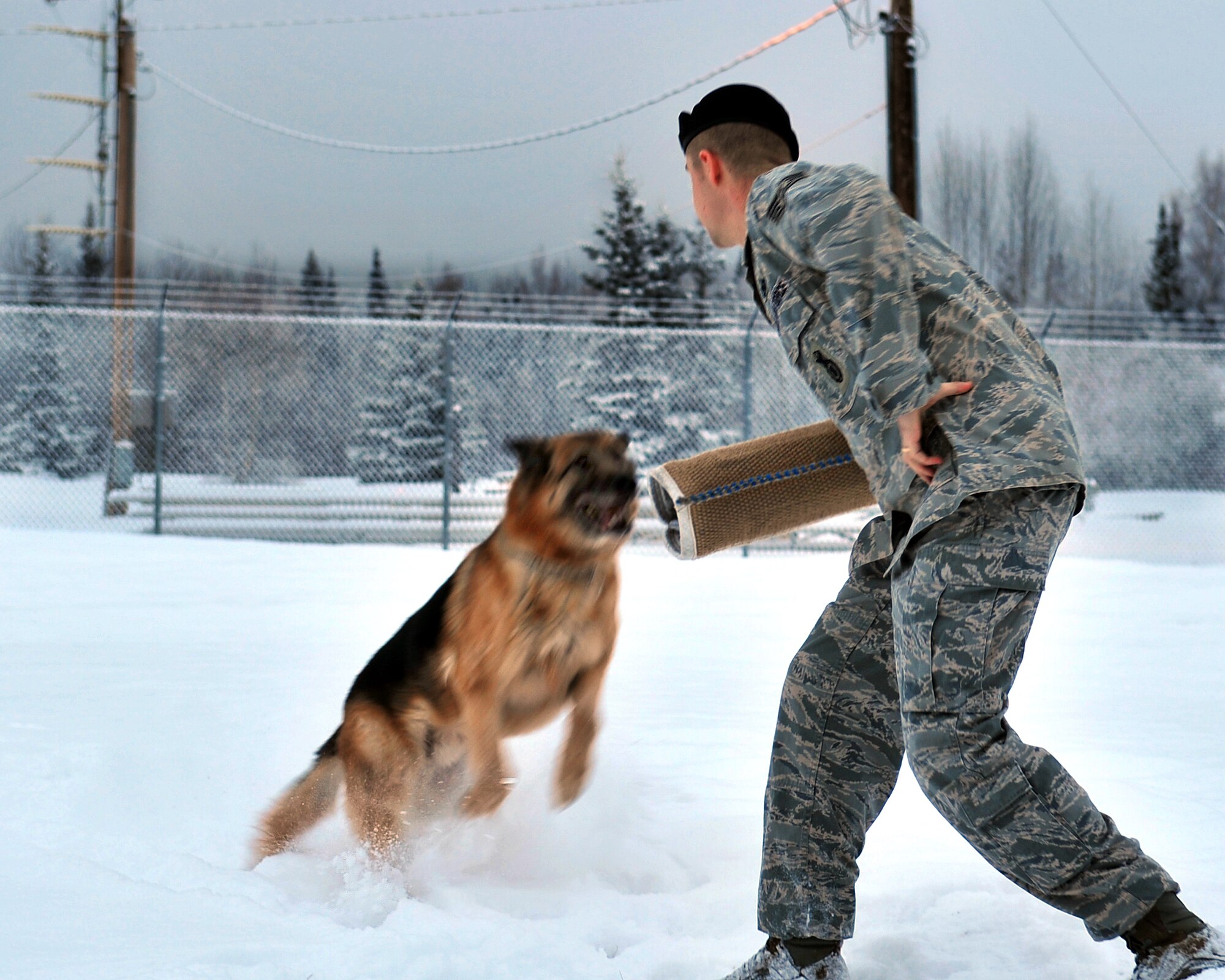 Staff Sgt. Robert Brown, 354th Security Forces Squadron, takes the role as a criminal during a military working dog training demonstration Jan. 20. Iro, a seasoned patrol/detection dog, leaps to attack Sergeant Brown. MWDs are a force multiplier and go through extensive training.  (U.S. Air Force photo/Airman 1st Class Willard Grande)