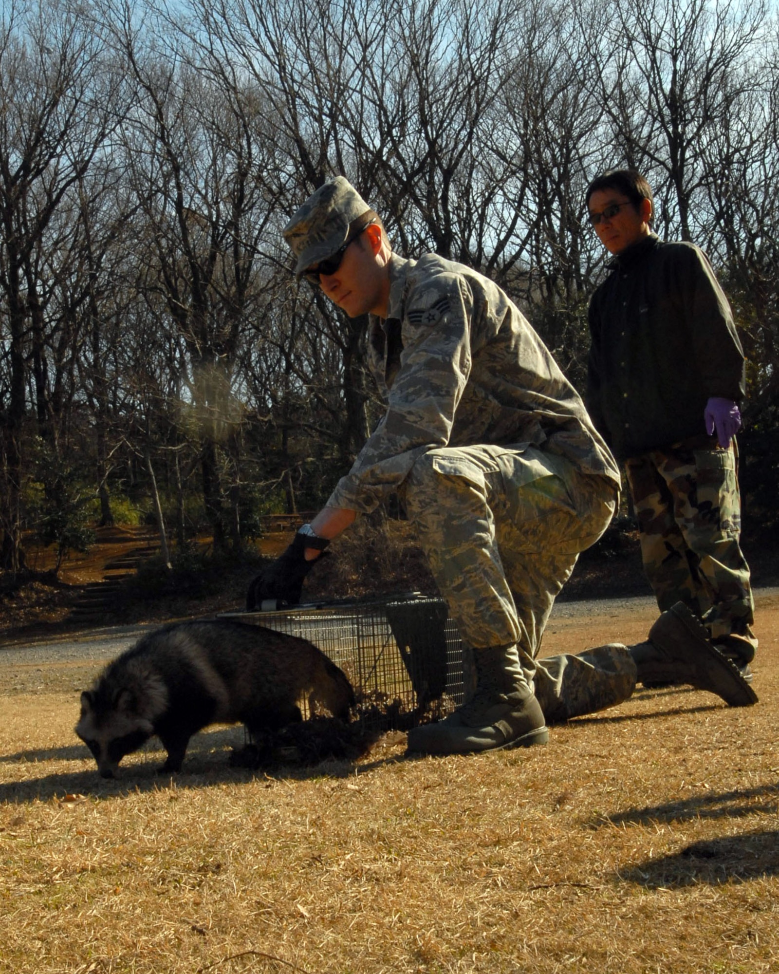 Senior Airman Mark Bashaw prepares to release a raccoon dog Jan. 8 in the forest at the Tama Hills Recreation Area on Yokota Air Base, Japan. The raccoon dog was captured Jan. 6. Airman Bashaw's job is to remove wild animals from the base to keep the airfield clear and the pet population safe. Airman Bashaw is assigned to the 374th Civil Engineer Squadron pest management office.(U.S. Air Force photo/Airman 1st Class Michael Dillon) 
