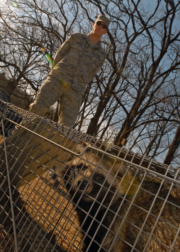 Senior Airman Mark Bashaw prepares to release a raccoon dog Jan. 8 in the forest at the Tama Hills Recreation Area on Yokota Air Base, Japan. The raccoon dog was captured Jan. 6. It's Airman Bashaw's job to remove wild animals from the base, keeping the airfield clear and the pet population safe. Airman Bashaw is assigned to the 374th Civil Engineer Squadron pest management office. (U.S. Air Force photo/Airman 1st Class Michael Dillon) 
