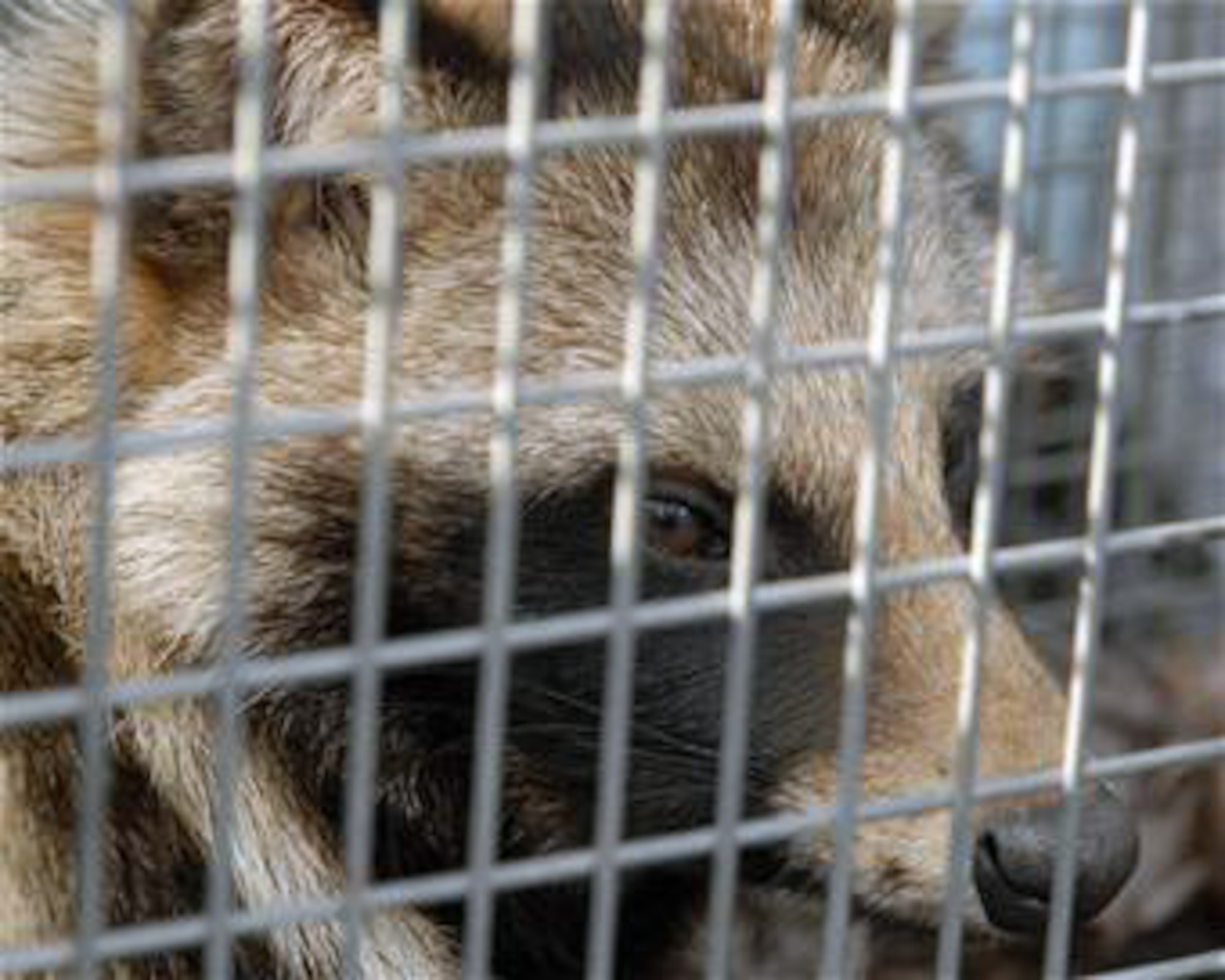 This raccoon dog was captured Jan. 6 and released Jan. 8 in a forest at the Tama Hills Recreation Area on Yokota Air Base, Japan. The 374th Civil Engineer Squadron pest management office catches and relocates wild animals found on the base, keeping the airfield clear and the pet population safe. (U.S. Air Force photo/Airman 1st Class Michael Dillon) 
