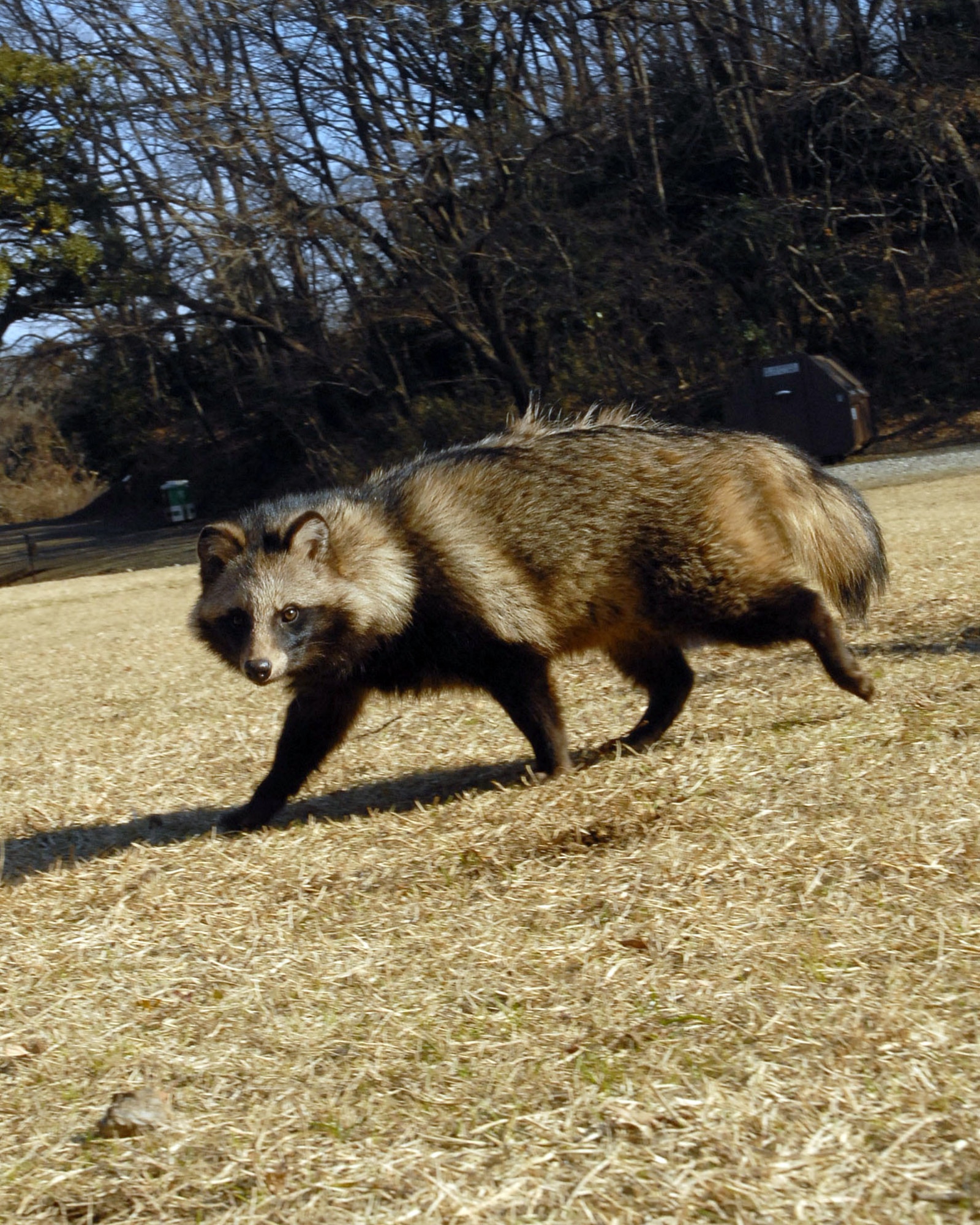 Japanese sales wild dog
