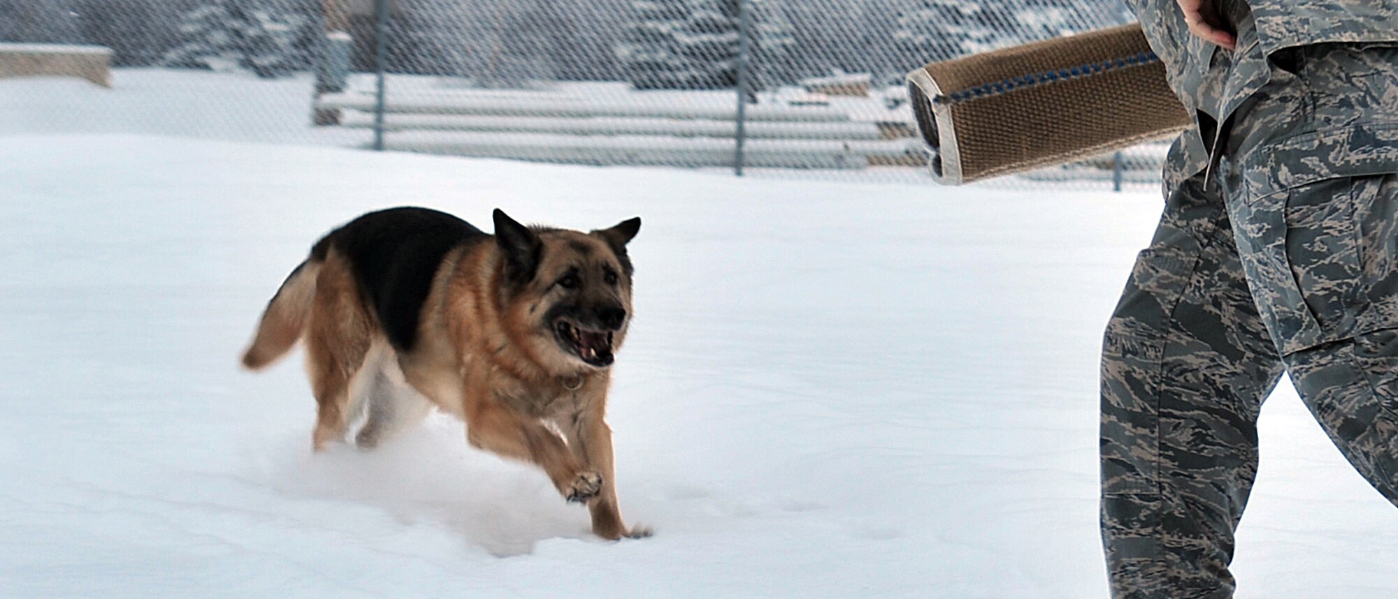 Iro, a veteran patrol/detection dog in the 354th Security Forces Squadron, runs towards a mock criminal in a training demonstration Jan. 20. Military Working Dogs are a force multiplier for Security Forces and go through extensive training with their handlers. (U.S. Air Force photo/Airman 1st Class Willard E. Grande II)
