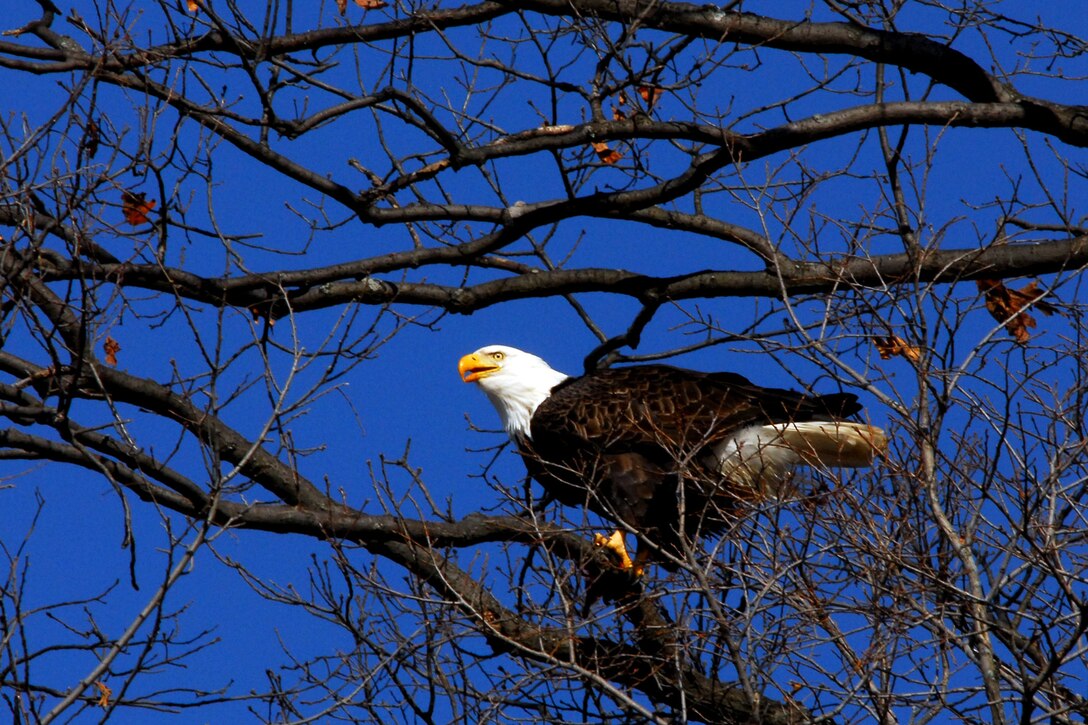 SCOTT AIR FORCE BASE, Ill. -- A bald eagle sits high in a tree in Alton, Ill. Each winter bald eagles from around the United States and Canada gather in the state of Illinois to ride out the winter in a more temperate climate.  Any Team Scott member interested in viewing the eagles can join the 375th Services Squadron who is sponsoring a trip Feb. 14. For more information contact Renee Brantly at 256-2067. (Photo courtesy of Bob Fehringer)