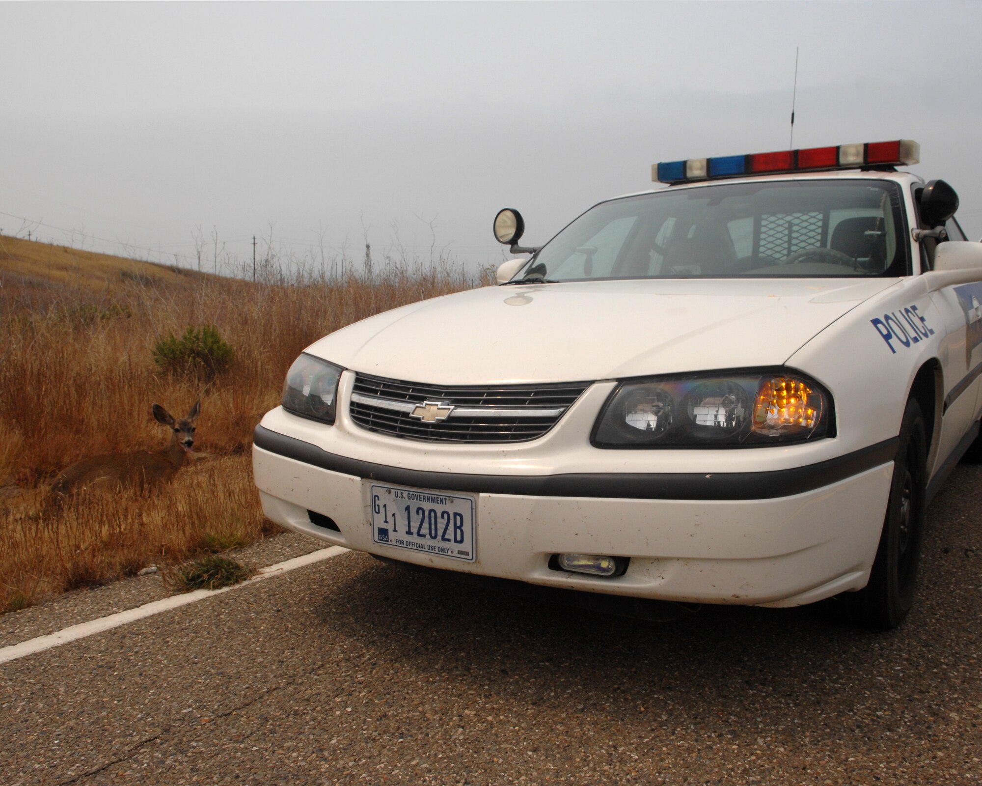 VANDENBERG AIR FORCE BASE, Calif. --  Vandenberg’s vast acreage is home to many active wildlife populations, including deer. Motorists should remain vigilant and follow the tips offered by 30th Space Wing Safety.