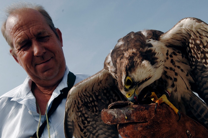 Keith Mutton, who helps to run the U.S. Air Force's Bird/Wildlife Aircraft Strike Hazard program at the Royal Air Force base in Mildenhall, England, rewards Goldie, a 9-year-old Moroccan lanner hawk, for helping to rid the base of birds. Goldie can launch from Mr. Mutton's arm at up to 40 mph to chase away and ward off unwanted birds that are safety threats. (U.S. Air Force photo/Lance Cheung)