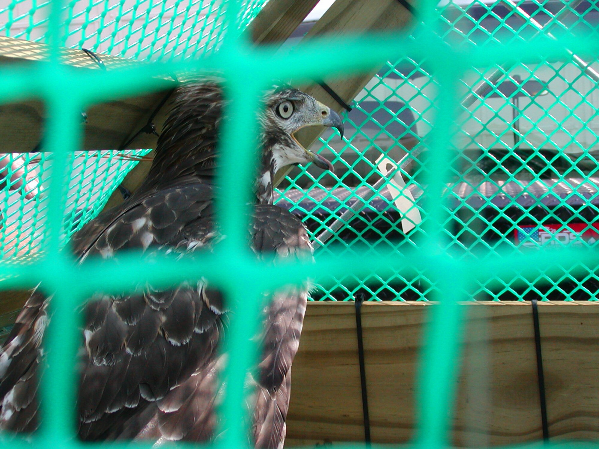 EGLIN AIR FORCE BASE, Fla. – A hawk is caught in a trap set up as part of Eglin’s Bird and Wildlife Aircraft Strike Hazard program. Wildlife biologists with the U.S. Department of Agriculture Wildlife Services are tasked with implementing the BASH program here. The hawk was safely relocated to remote location and released. Eglin wildlife officials work to eliminate multiple hazards from the airfield. (U.S. Air Force courtesy photo)