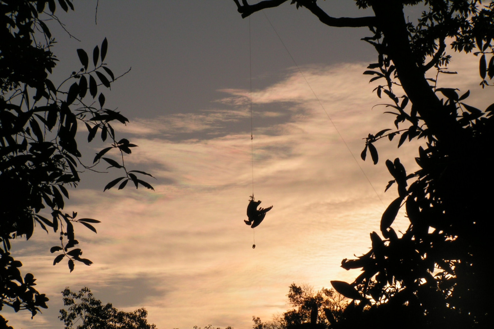 EGLIN AIR FORCE BASE, Fla. – A vulture effigy dangles in the sunset from a tree by a cord. The effigy is used to scare away turkey vultures from roosting in places where they are a hazard to aircraft. A counter weight is used below the effigy to keep tension in the cord to keep the wind from pushing it into the trees. Wildlife biologists with the U.S. Department of Agriculture Wildlife Services are tasked with implementing the Bird and Wildlife Aircraft Strike Hazard program here. (U.S. Air Force courtesy photo)