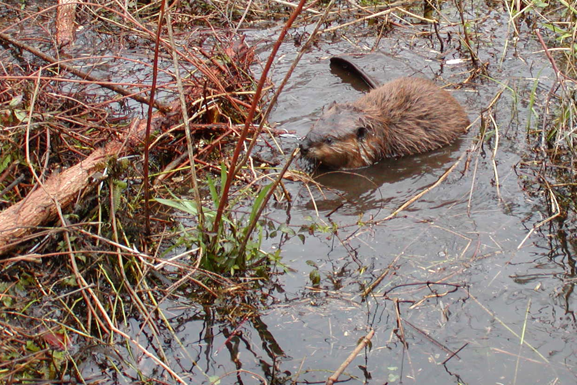 EGLIN AIR FORCE BASE, Fla. – A beaver is snared in a trap set by wildlife biologists near a runway here. The dams attract waterfowl and insects, causing a hazard to aircraft taking off and landing. The beaver was later released at another location. (U.S. Air Force courtesy photo)
