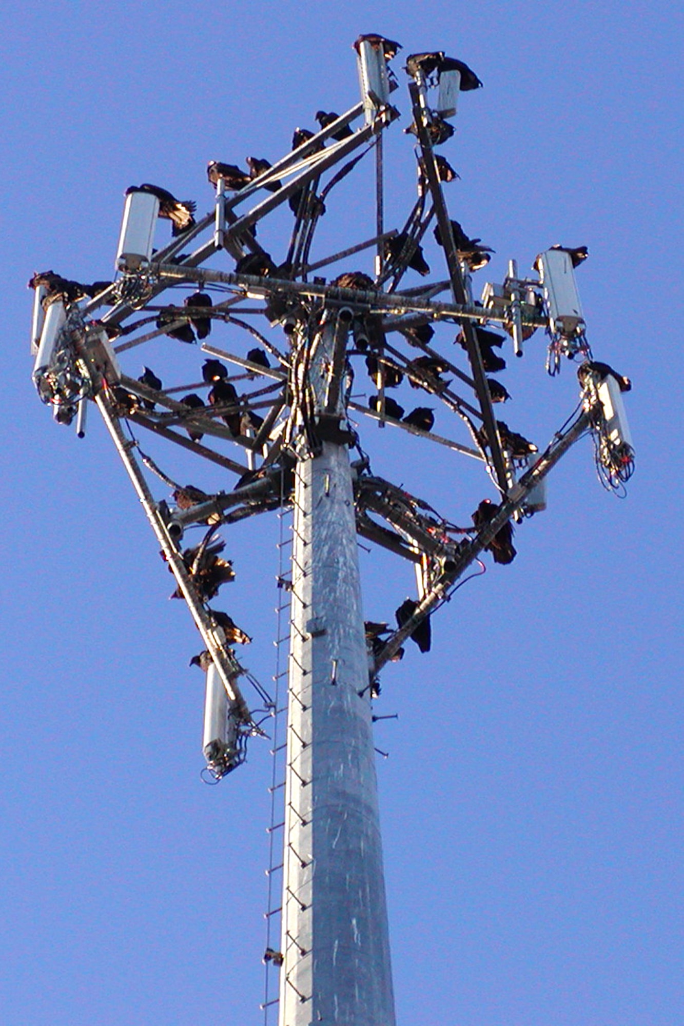 VALPARAISO, Fla. – Turkey vultures roost atop a cell phone tower in Valparaiso. The Bird and Wildlife Aircraft Strike Hazard program identified the vultures as a threat to aircraft taking off and landing at Eglin and the Northwest Florida Regional airport. The U.S. Department of Agriculture Wildlife Services and 96th Civil Engineer Group Environmental Management Natural Resources Branch, known as Jackson Guard, hung an effigy hung upside down to scare away the nearly 100 vultures that were roosting there. (U.S. Air Force courtesy photo)