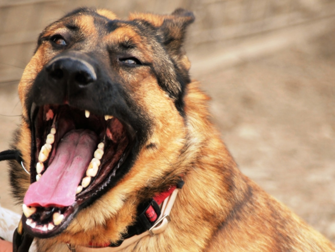 Marine Gunnery Sgt. Lucca, an explosive-detection dog, shows off her ...