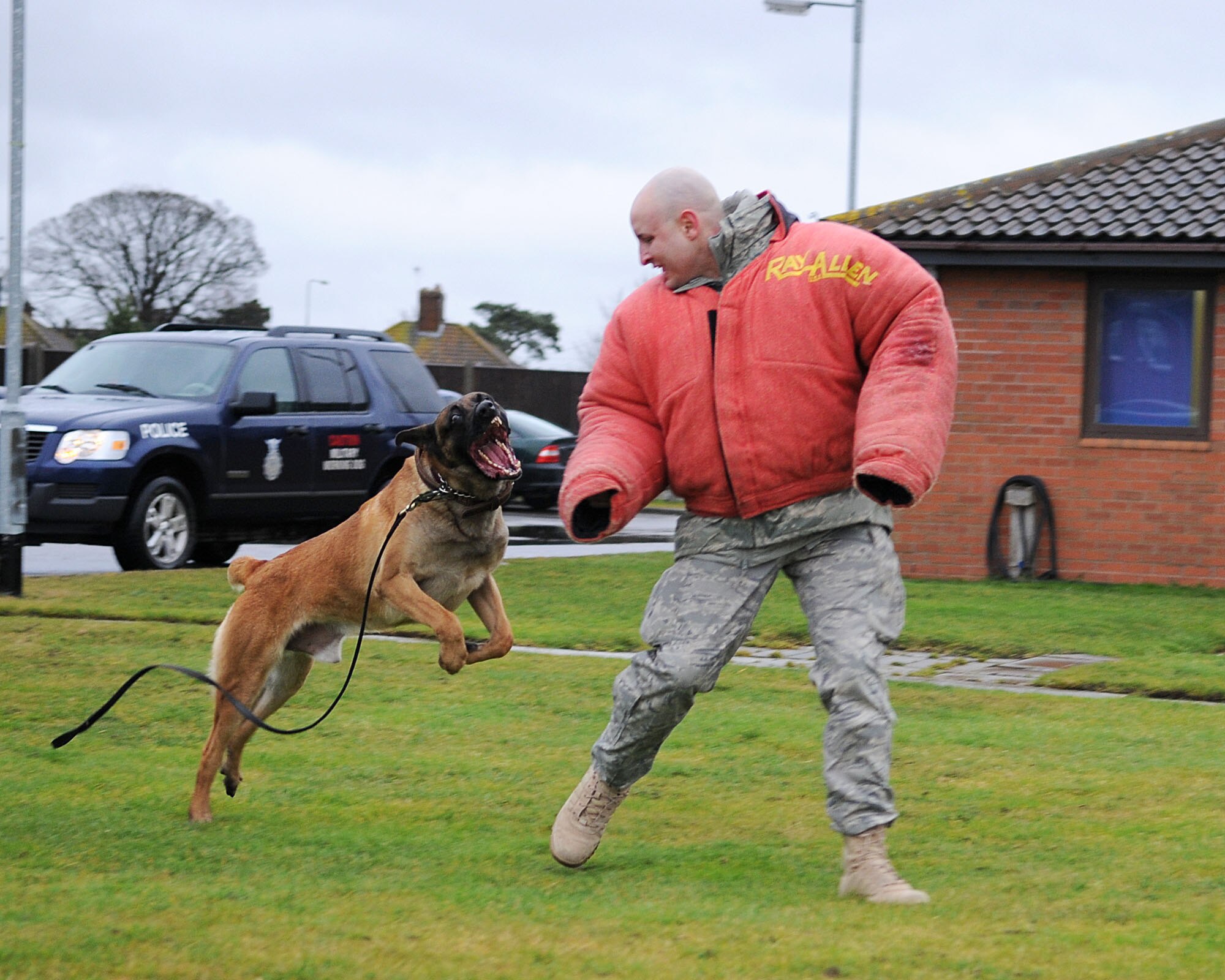 Staff Sgt. Edward Vega, a K-9 handler for the 100th Security Forces Squadron, demonstrates how a trained police K-9 “Ootto” would react to a fleeing assailant during a training exercise Jan. 22, 2009, at RAF Mildenhall, England. Sergeant Vega wears a thick protective jacket to prevent injury during the training.  K-9 handlers provide training daily to ensure dogs stay proficient and are in top physical condition to perform their duties. (U.S. Air Force photo by Staff Sgt. Jerry Fleshman) 