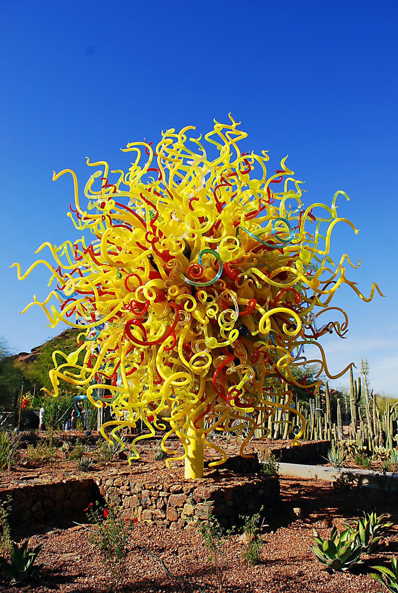 Sculptures made by artist, Dale Chihuly are on display at The Desert Botanical Gardens now through May 31. "The Sun" one of the many sculptures stands at the garden entrance. “Great care was taken with each piece,” said one of the garden experts who was present for the exhibit setup. “The pieces came in crates each with its own special formed foam. Many of the pieces came in smaller crates and were assembled here.” Admission to the garden is $15 and reservations are available.