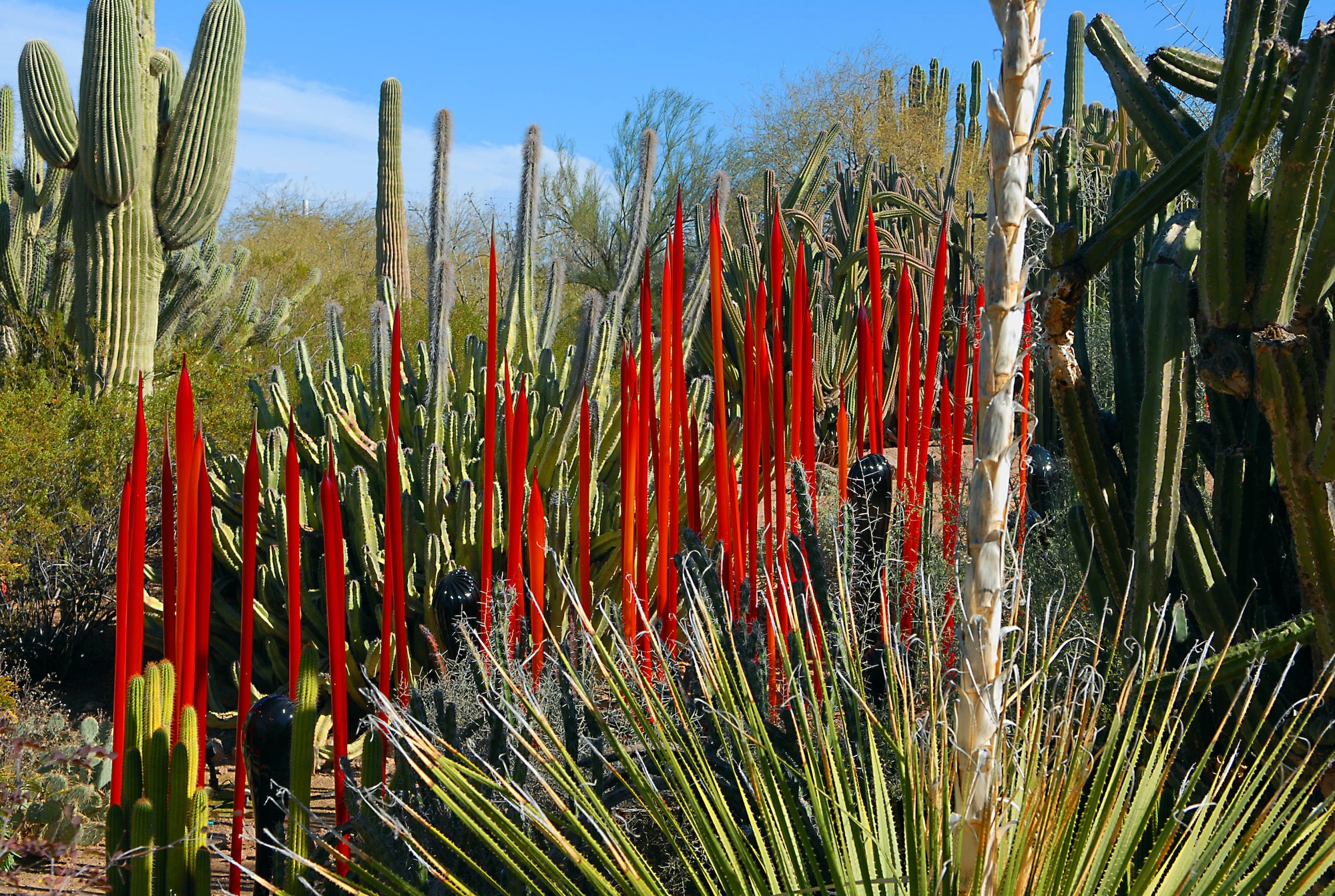 Sculptures made by artist, Dale Chihuly are on display at The Desert Botanical Gardens now through May 31. "Red Reeds" one of the many sculptures stands out among the green of the surrounding cactus. Admission to the garden is $15 and reservations are available.